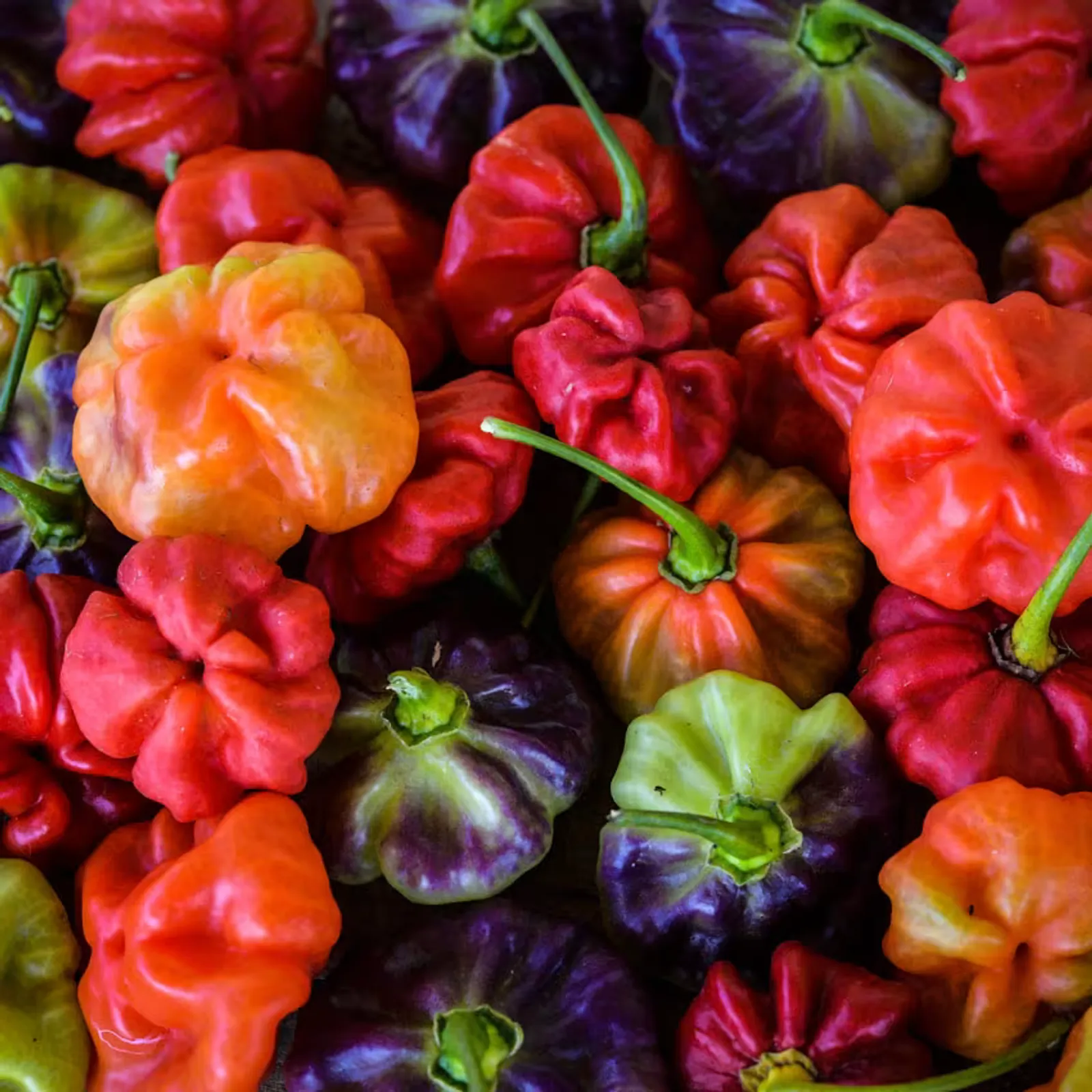 Aji Cachucha Peppers