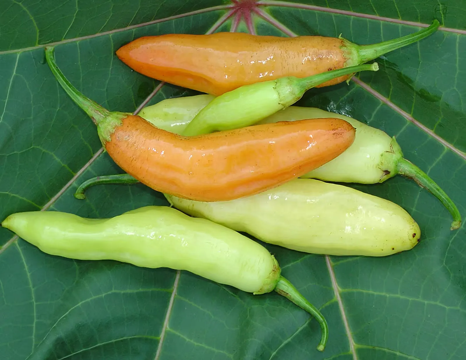 Aji Cristal Peppers