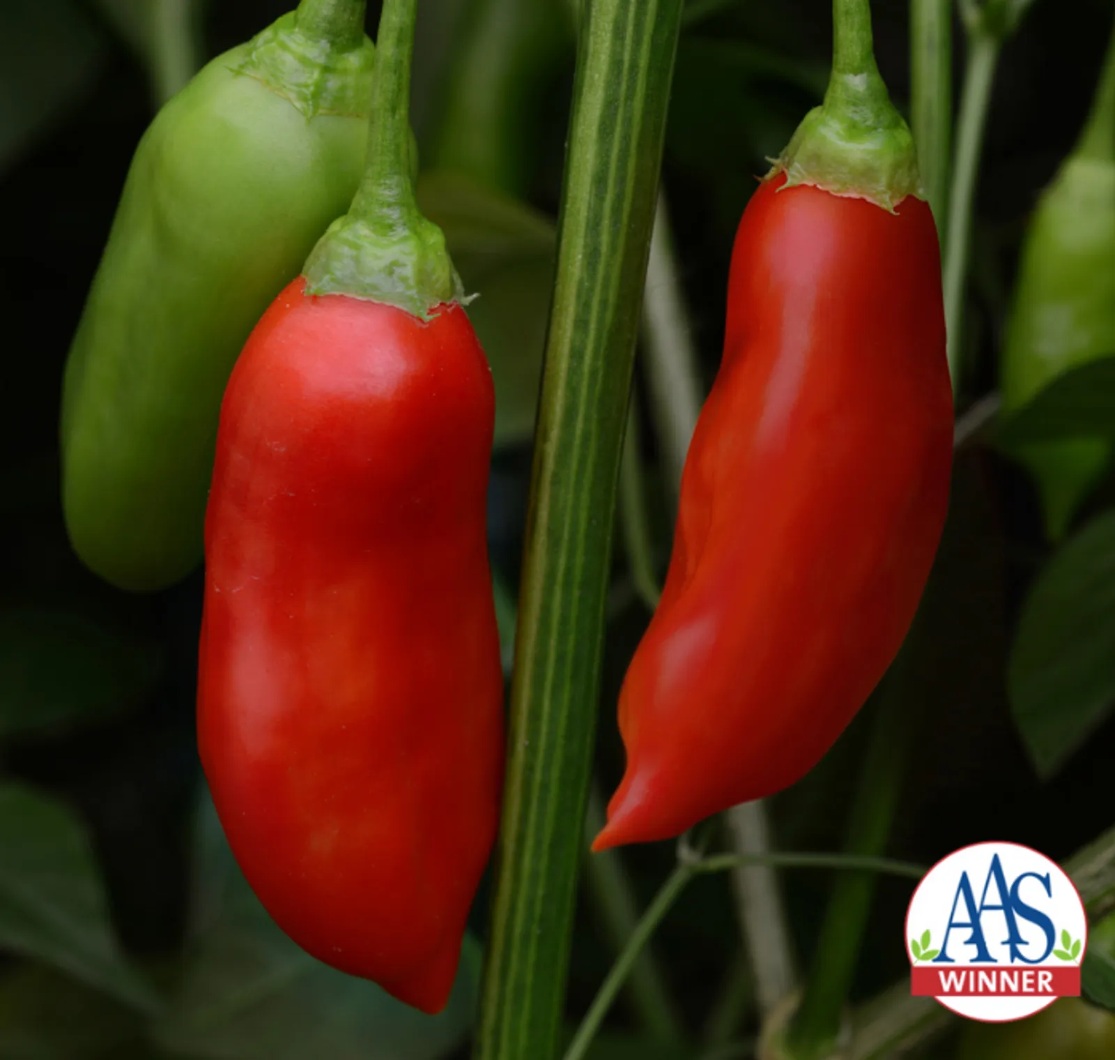 Aji Rico Peppers