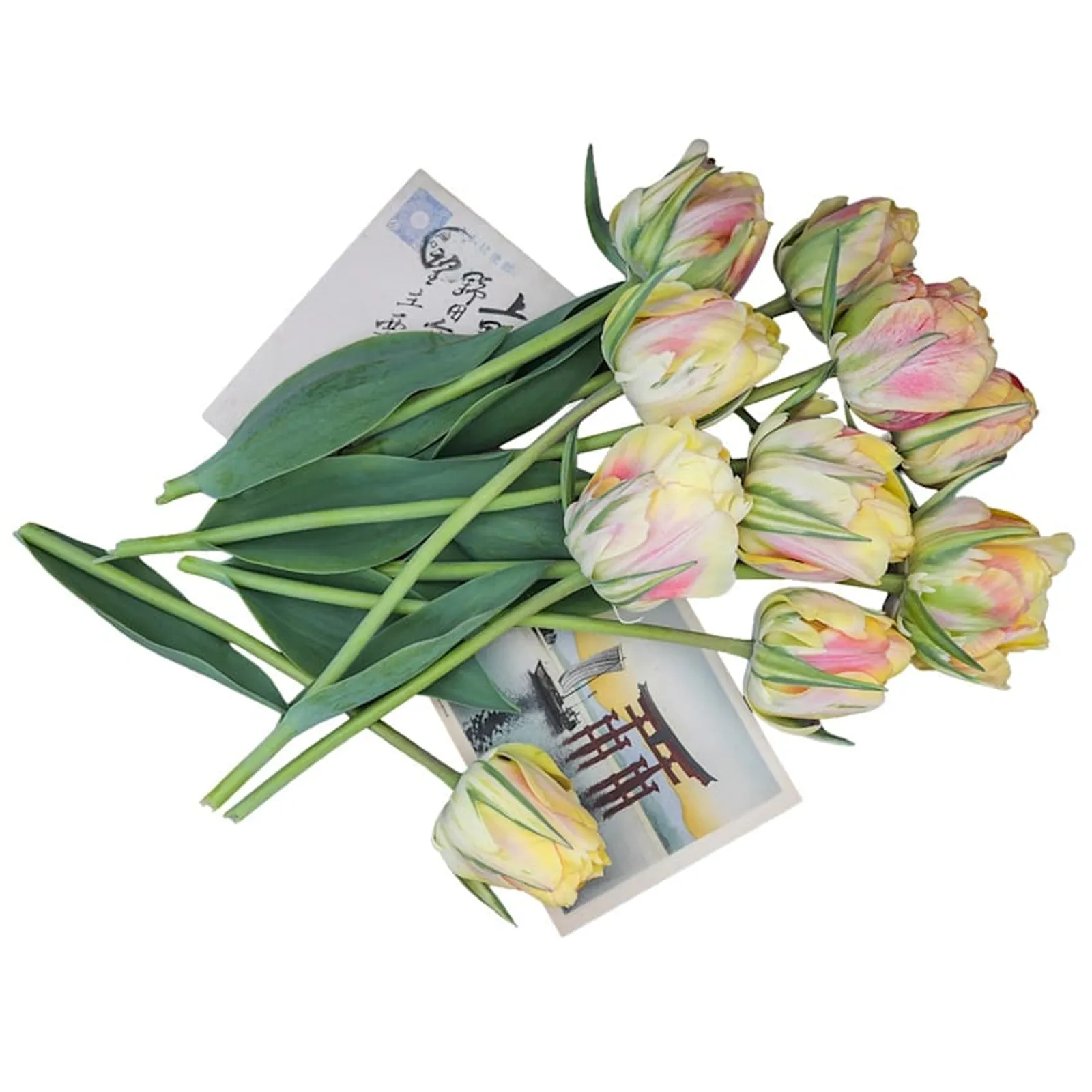 Akebono Tulips