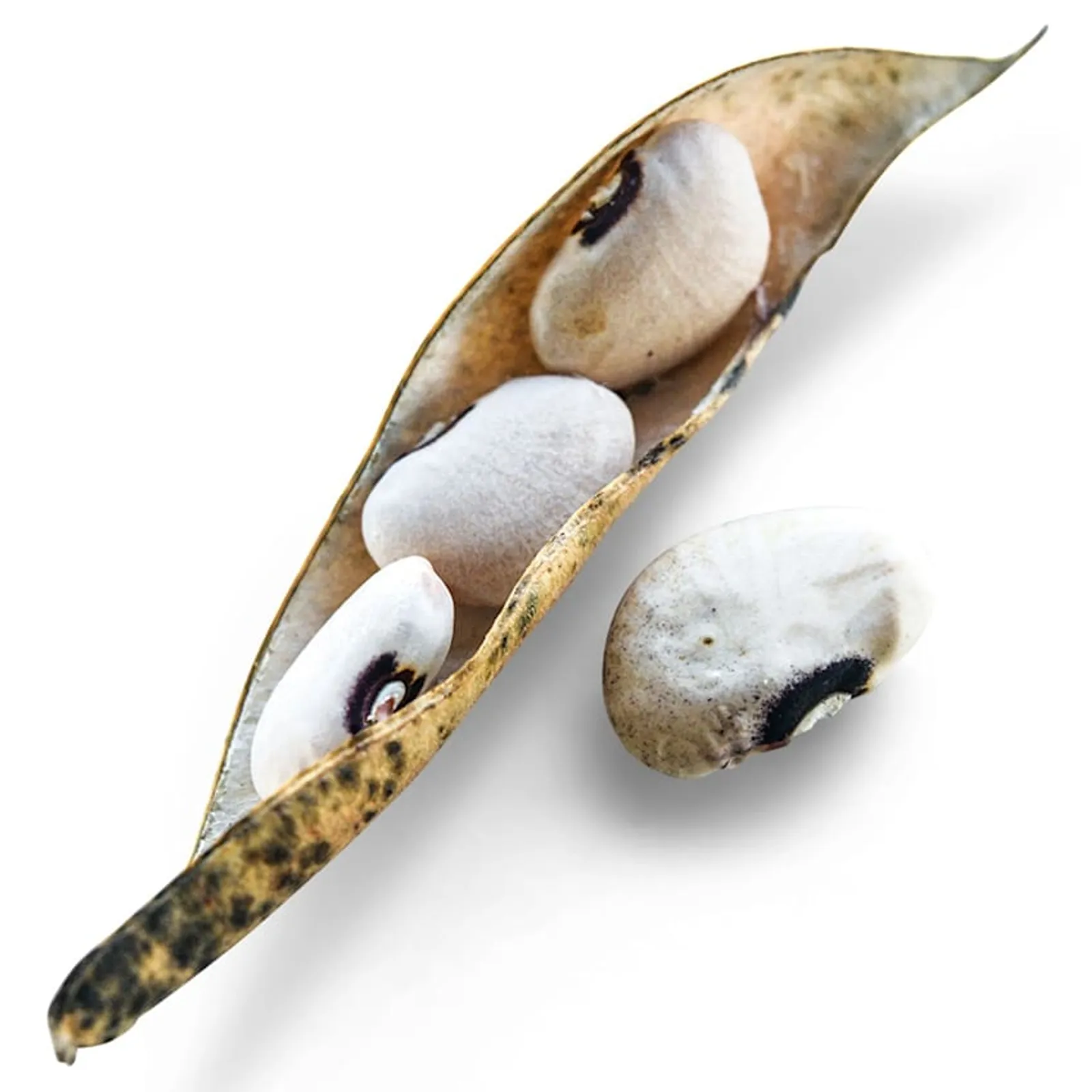 Alabama Blackeyed Butterbean Beans