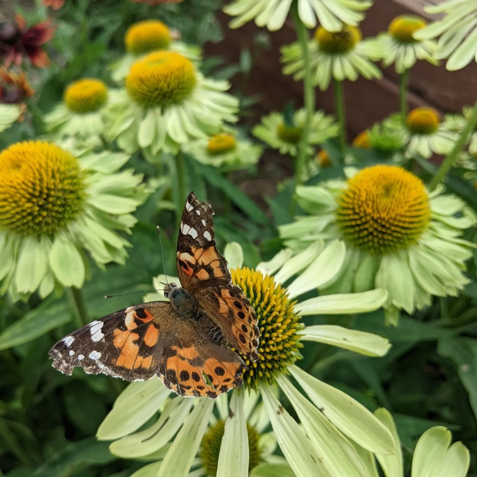 Alan's Pride Echinacea