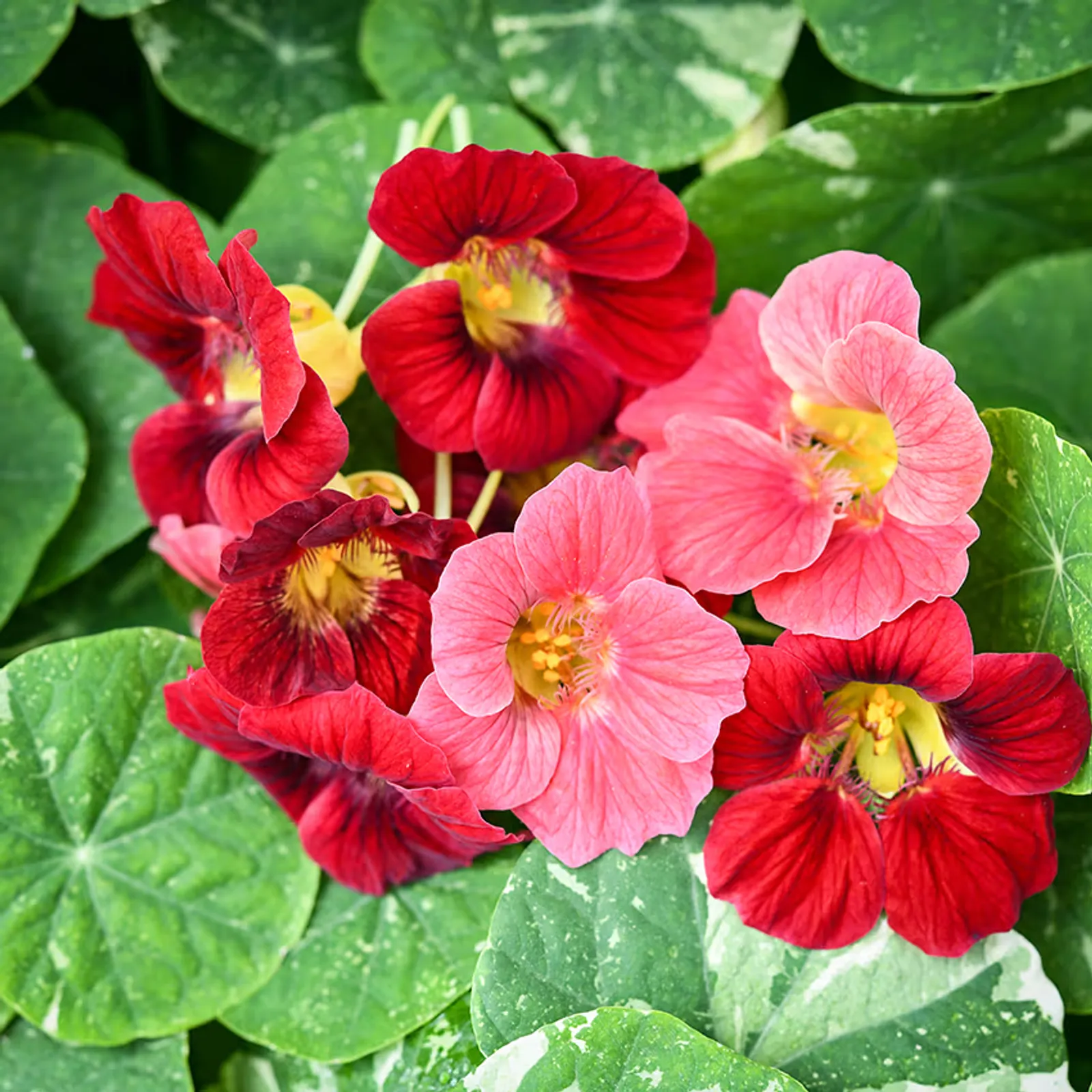 Alaska Red Shades Nasturtium