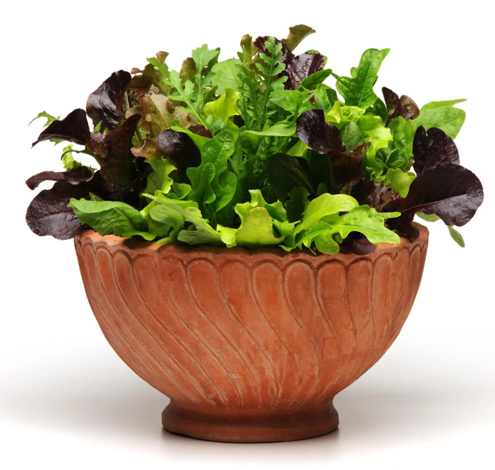 Alfresco Mesclun Blend Lettuce