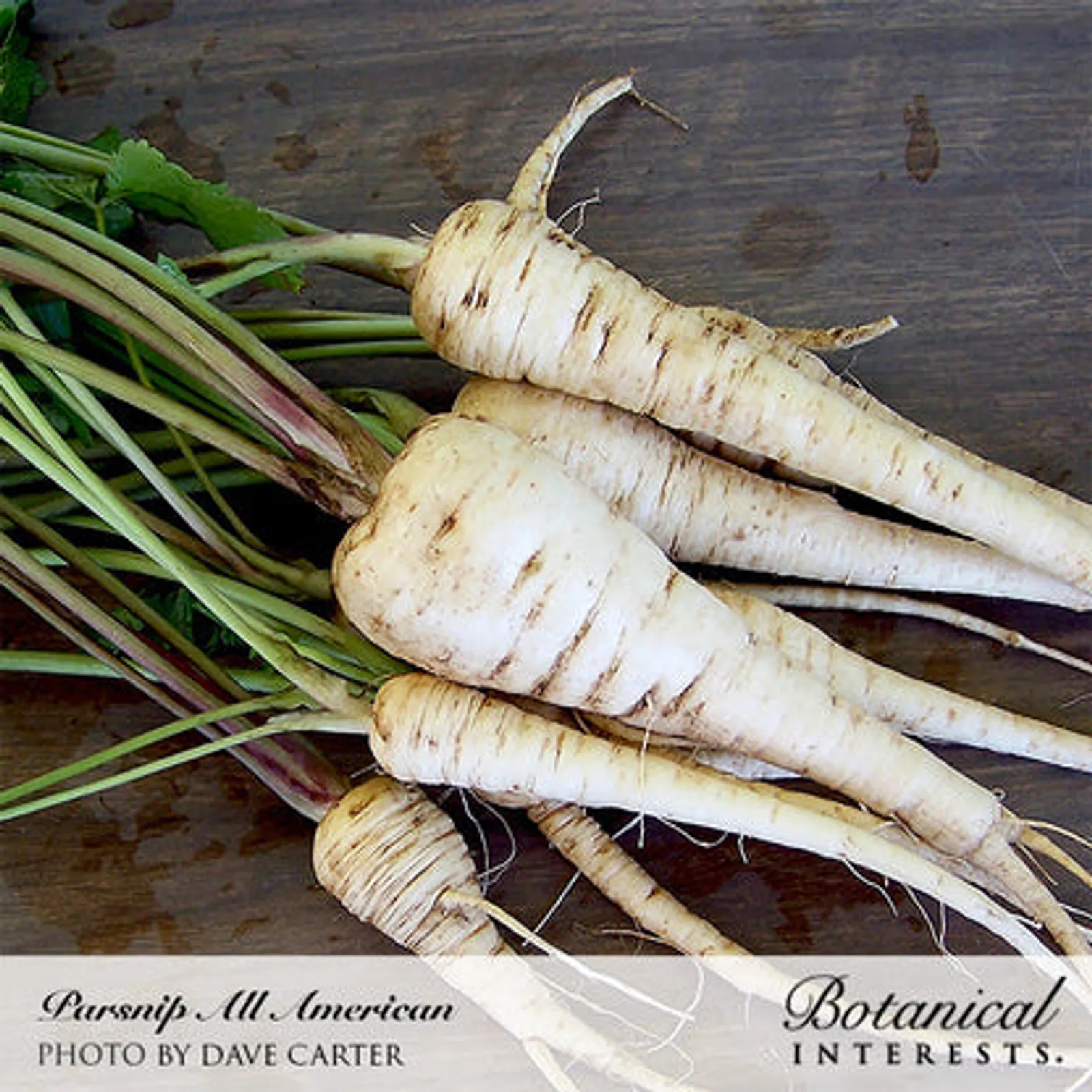 All American Parsnips