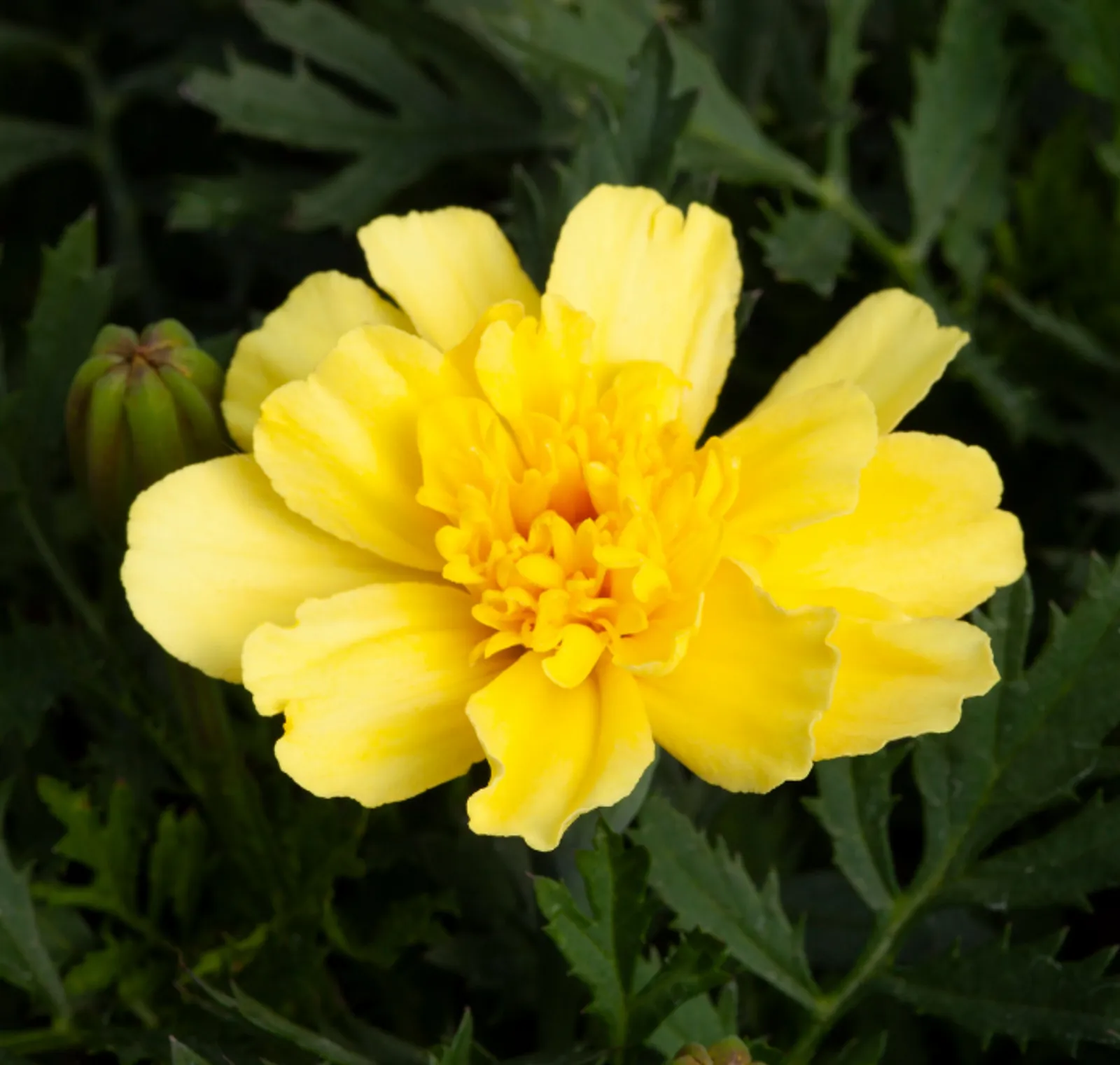 Alumia Vanilla Cream Marigold