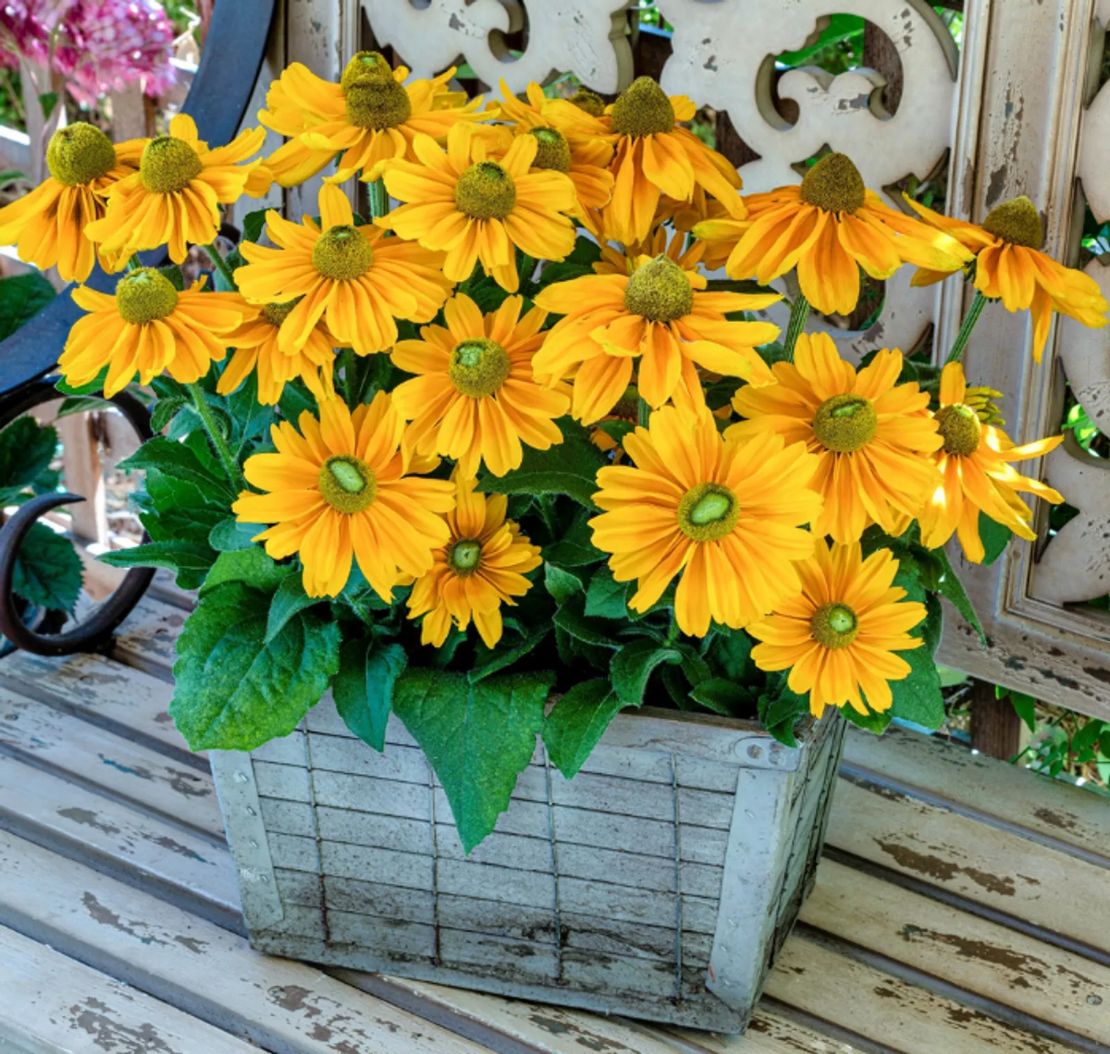 Amarillo Gold Rudbeckia Black-Eyed Susan