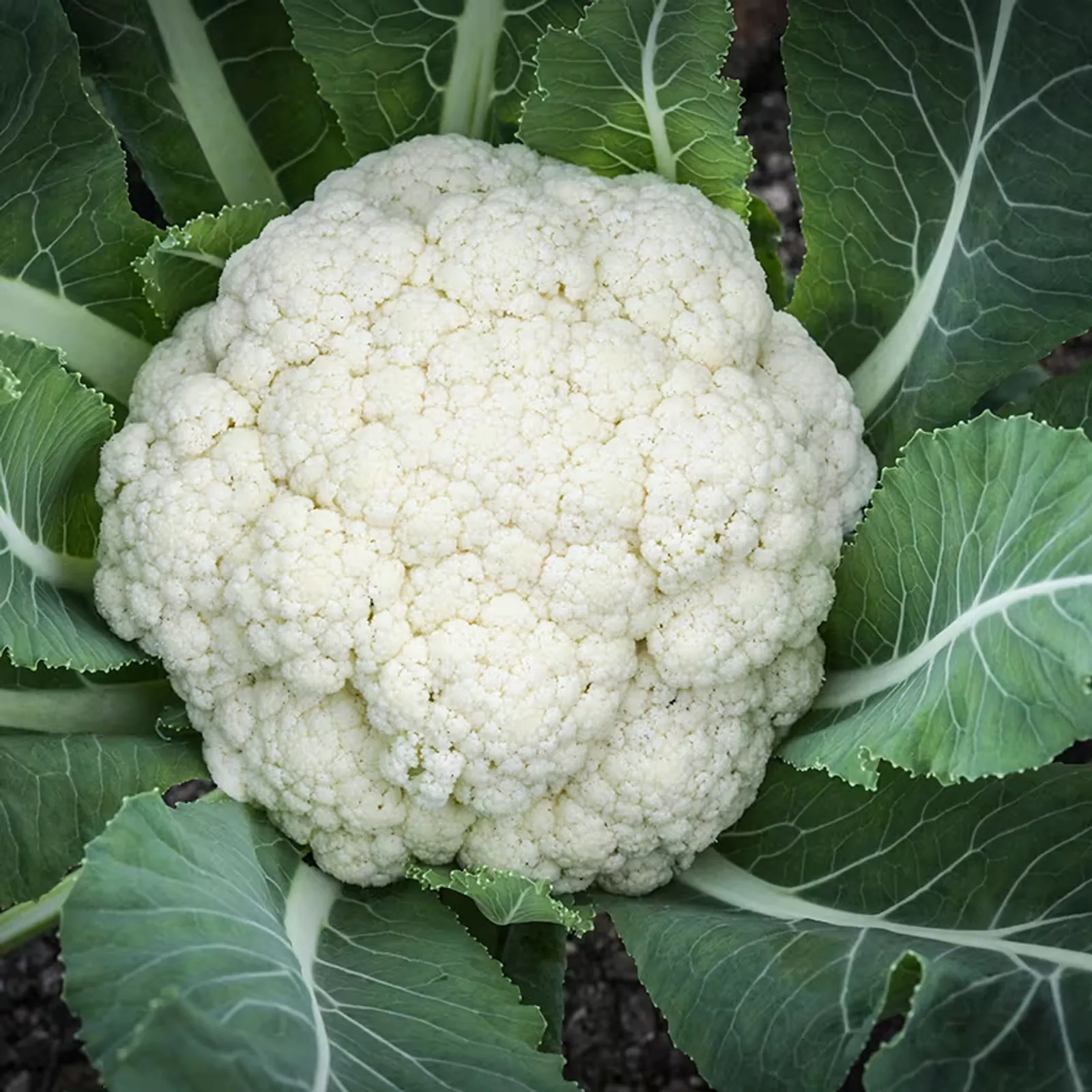 Amazing Cauliflower