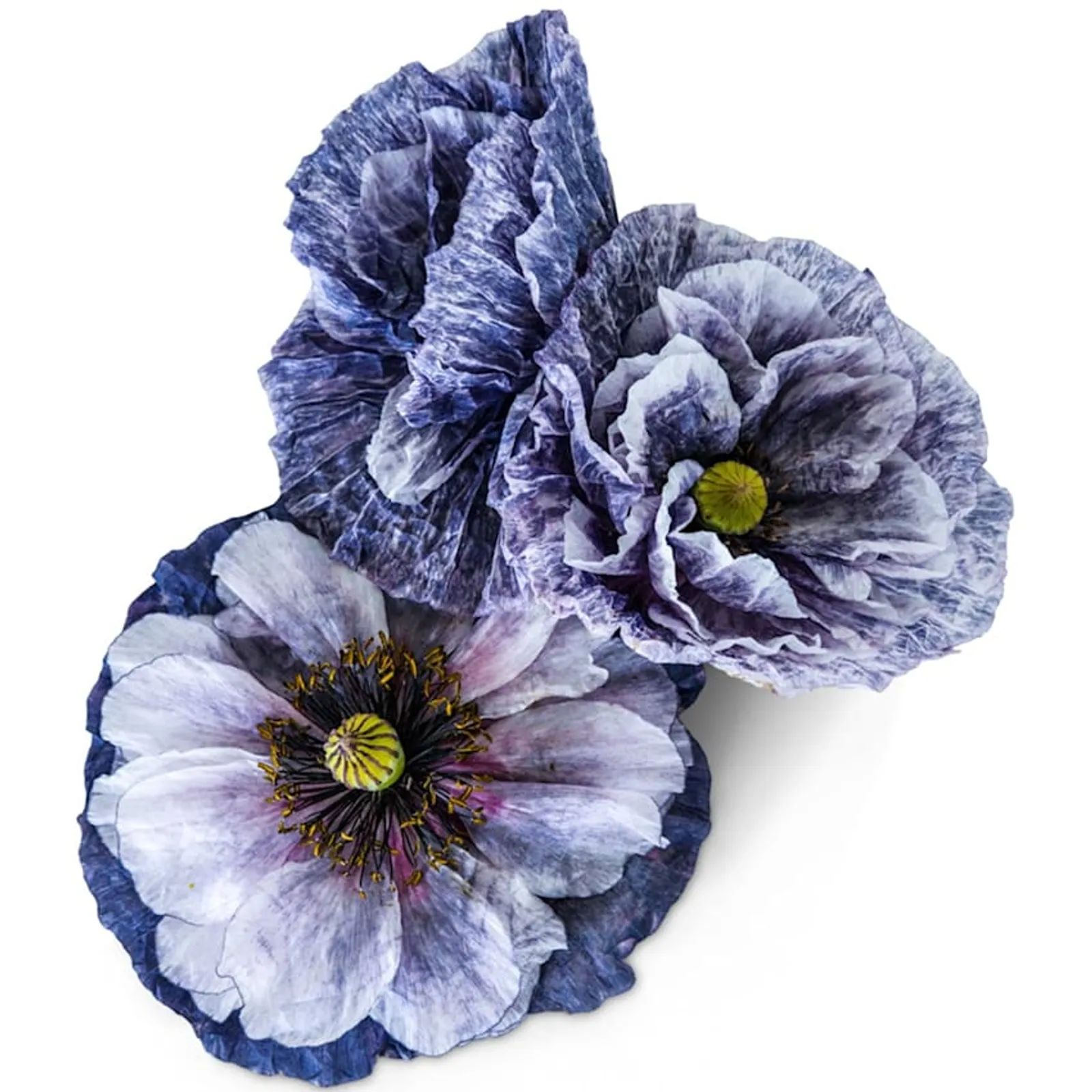 Amazing Grey California Poppy