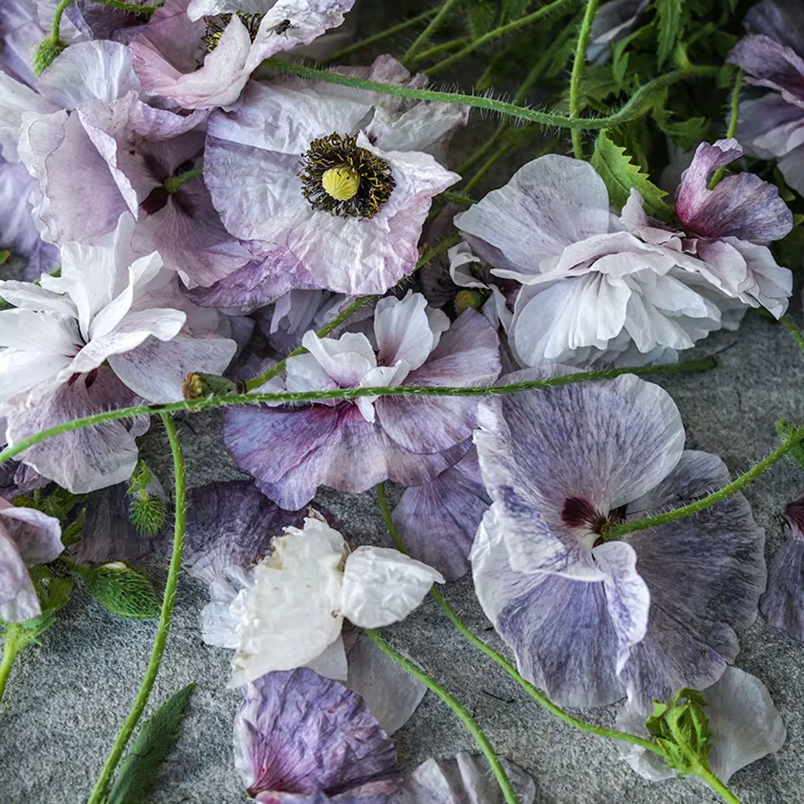 Amazing Grey Poppies