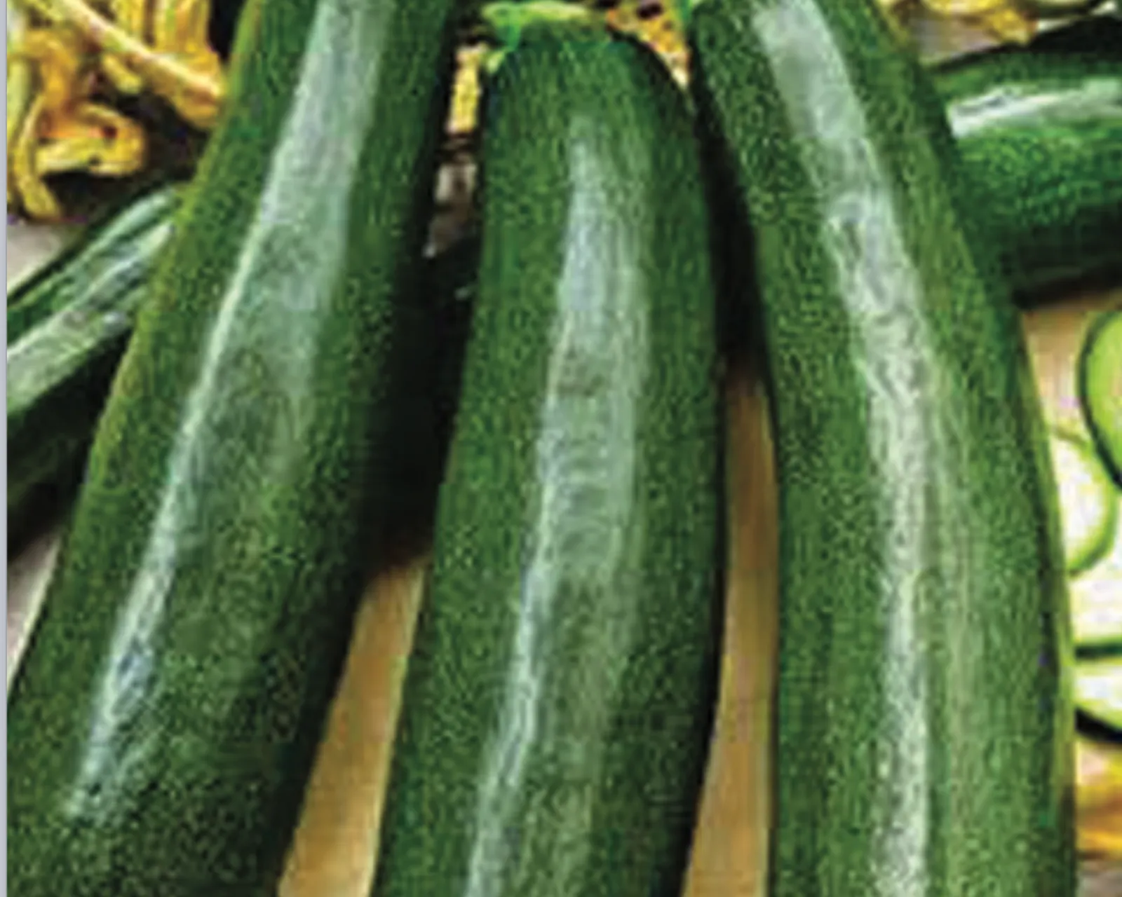 Ambassador Hybrid Zucchini Squash