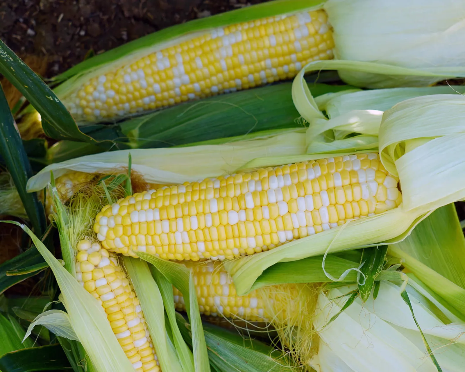 Ambrosia Corn