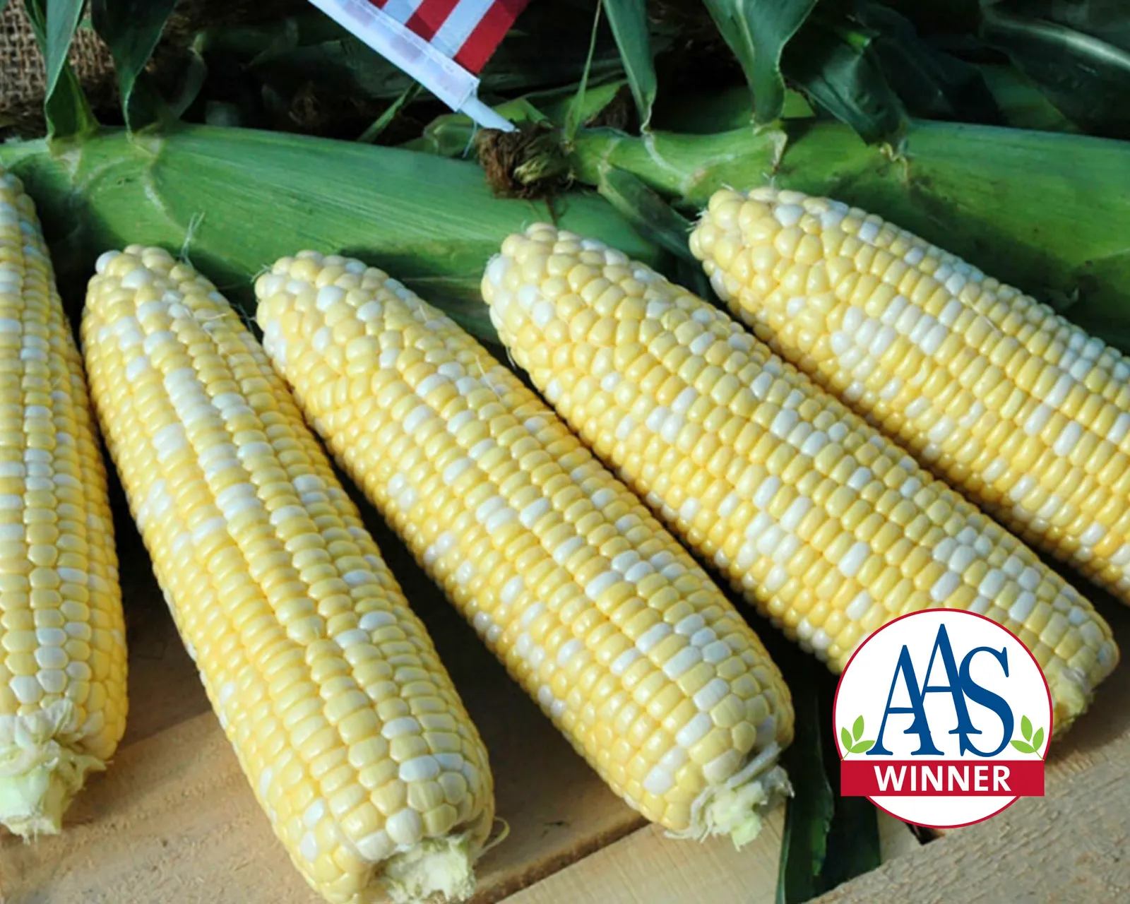 American Dream (Bicolor Sh2) Corn