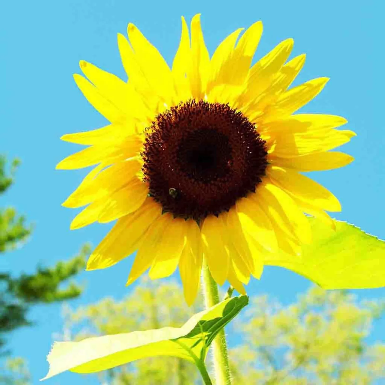 American Giant Sunflower