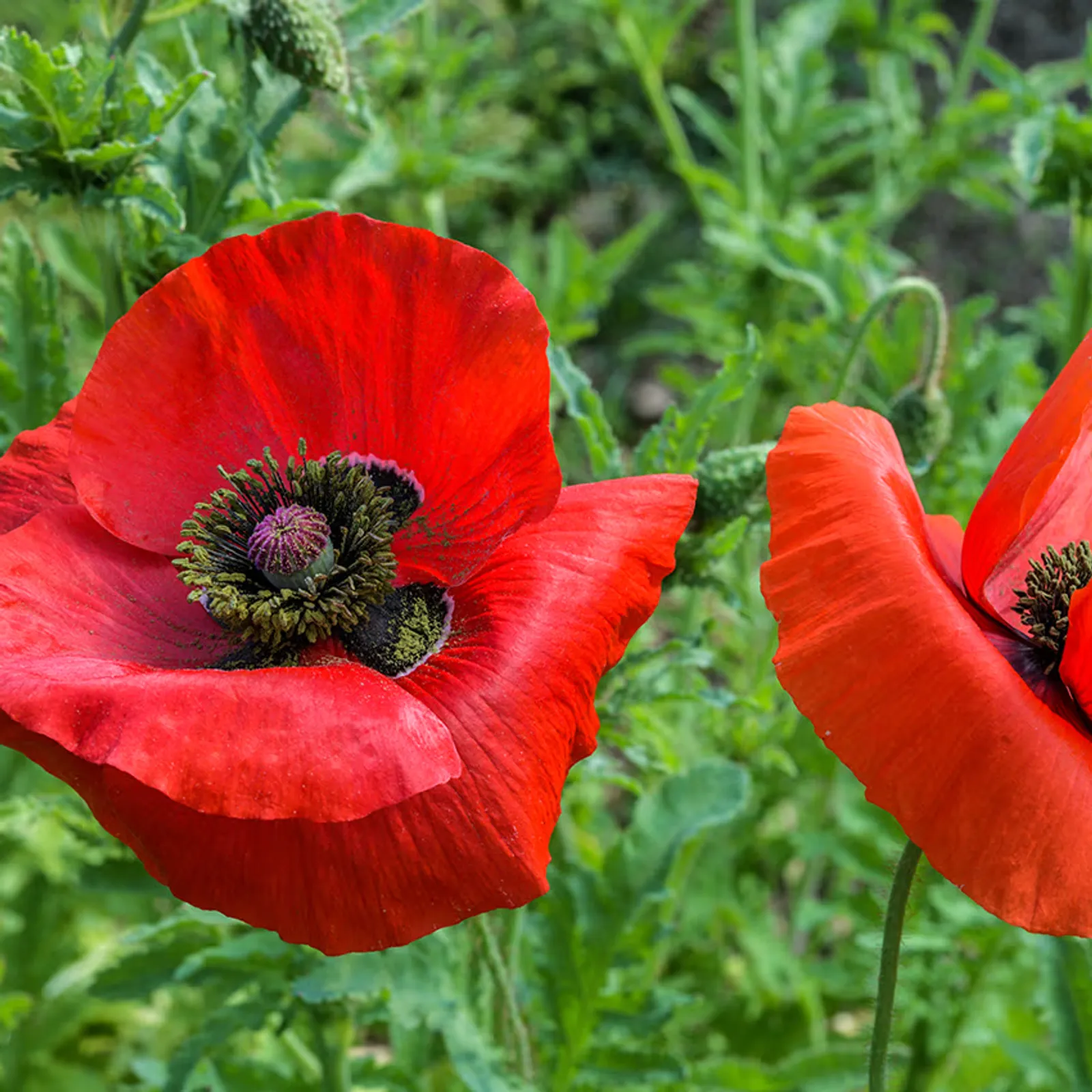 American Legion California Poppy