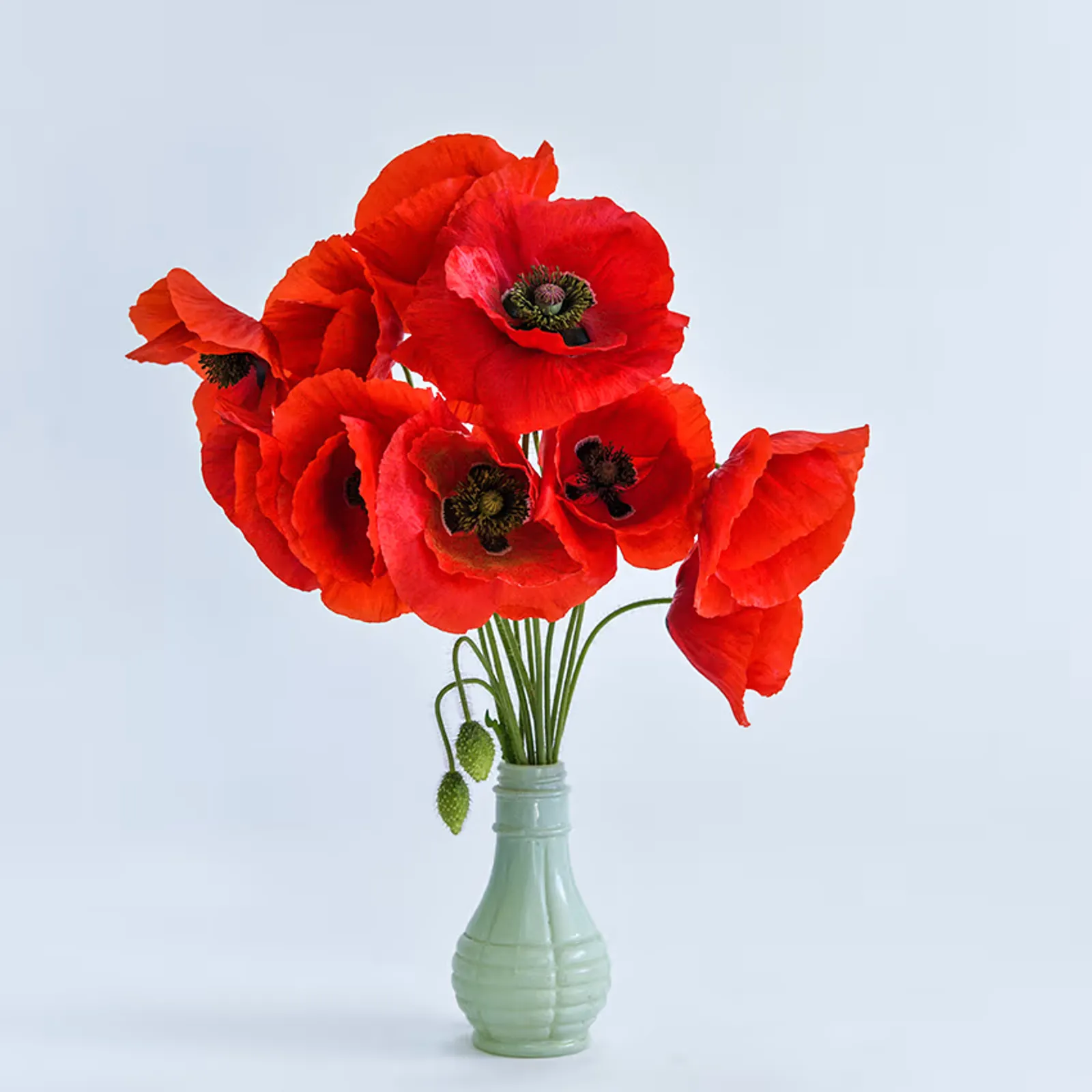 American Legion Poppies