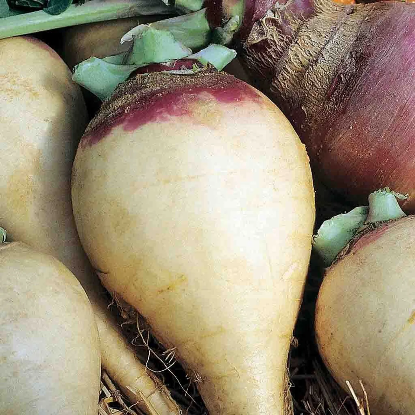  Burpees Purple Top Rutabaga