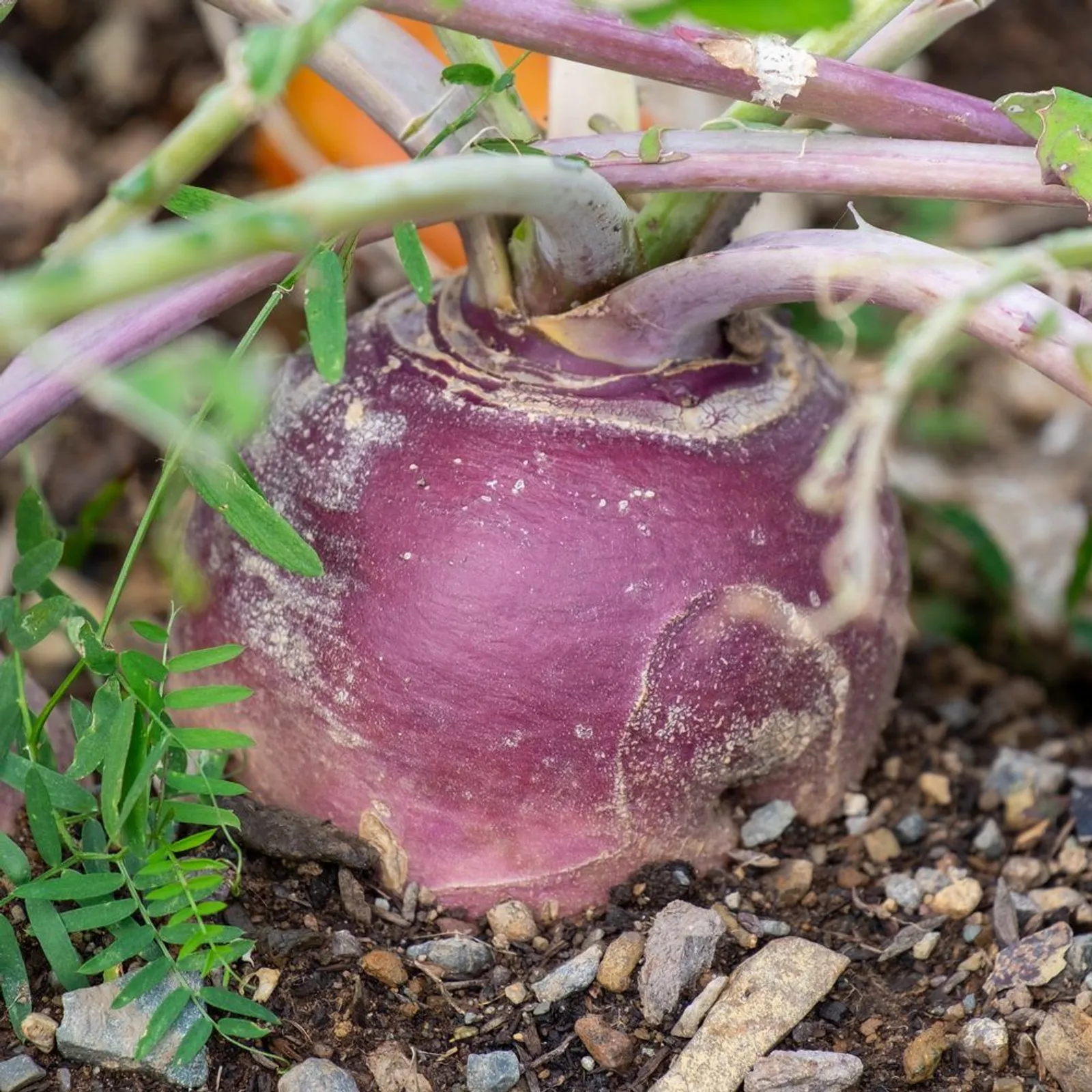American Purple Top Rutabaga
