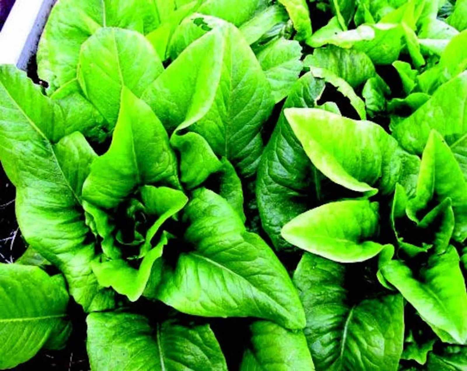 Amish Deer Tongue Lettuce