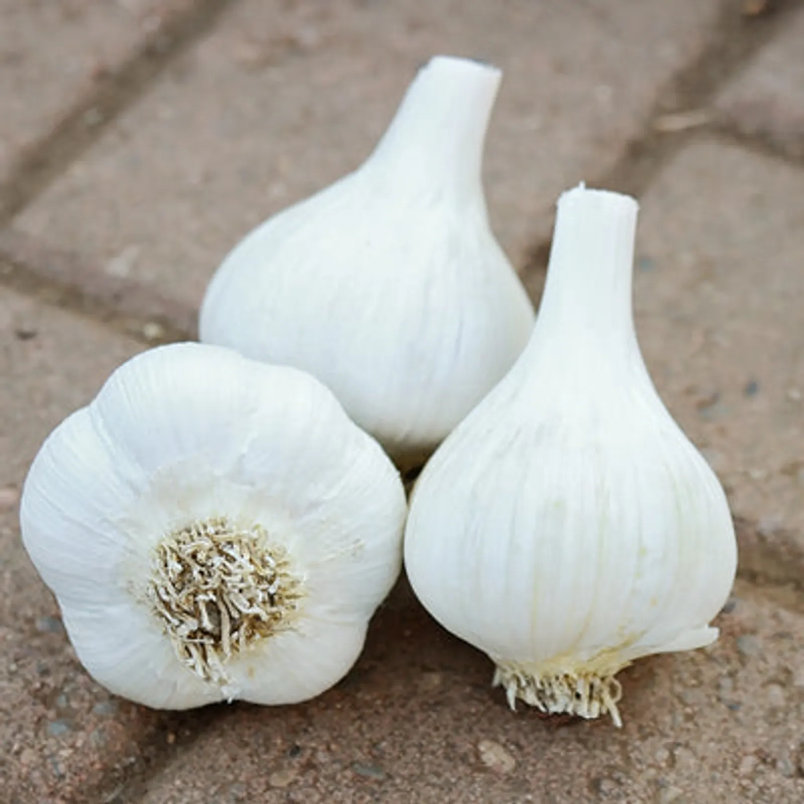 Amish Rocambole Garlic