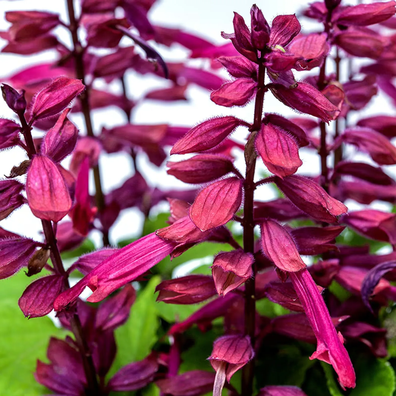 Amore Plum Sage