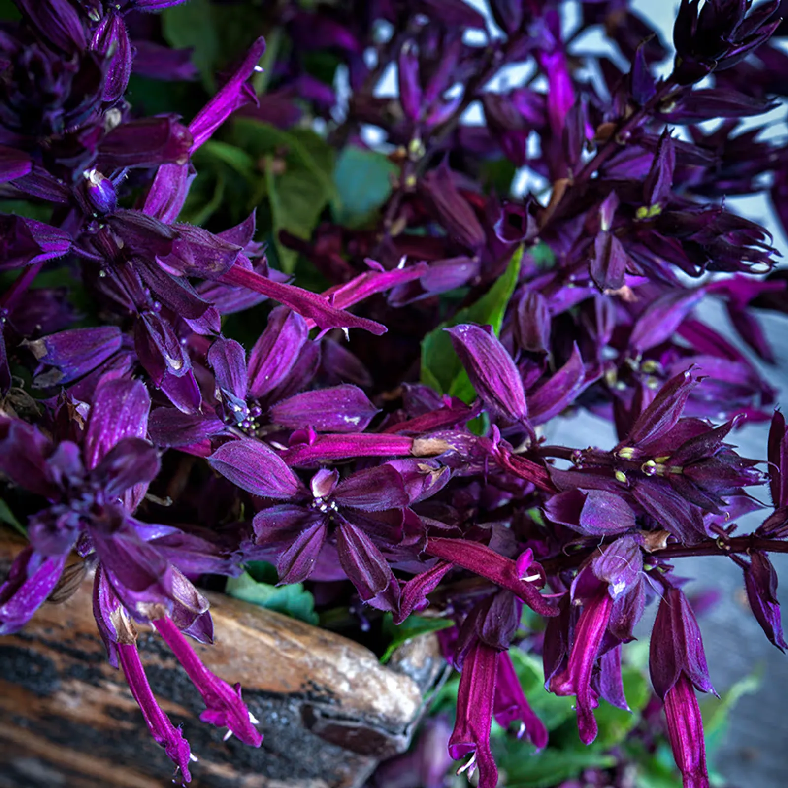 Amore Purple Sage