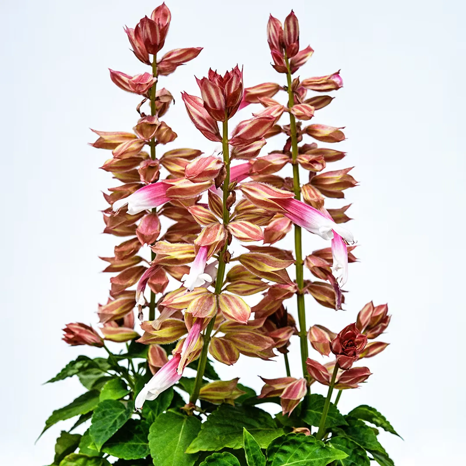 Amore Rose Bicolor Sage