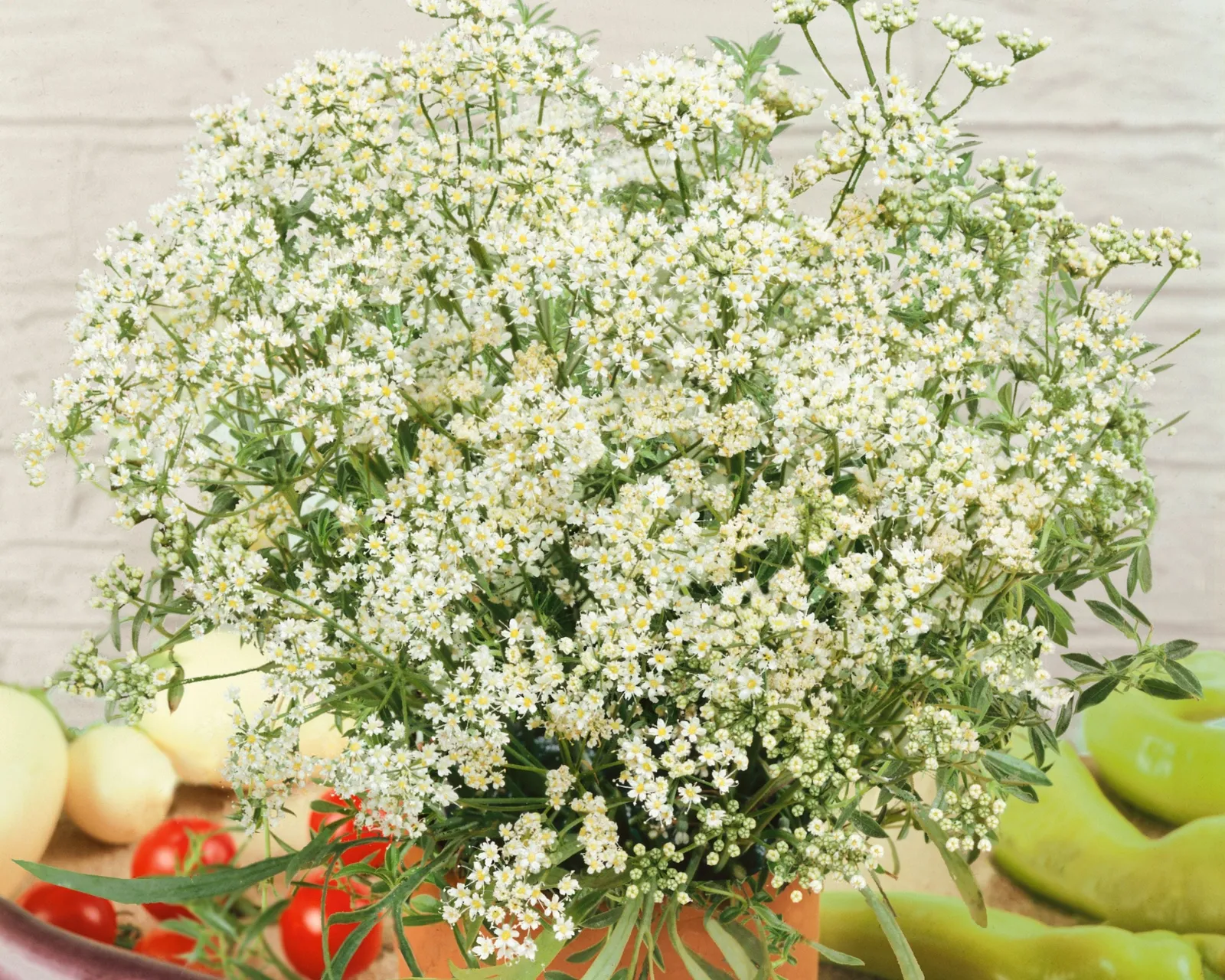Anise