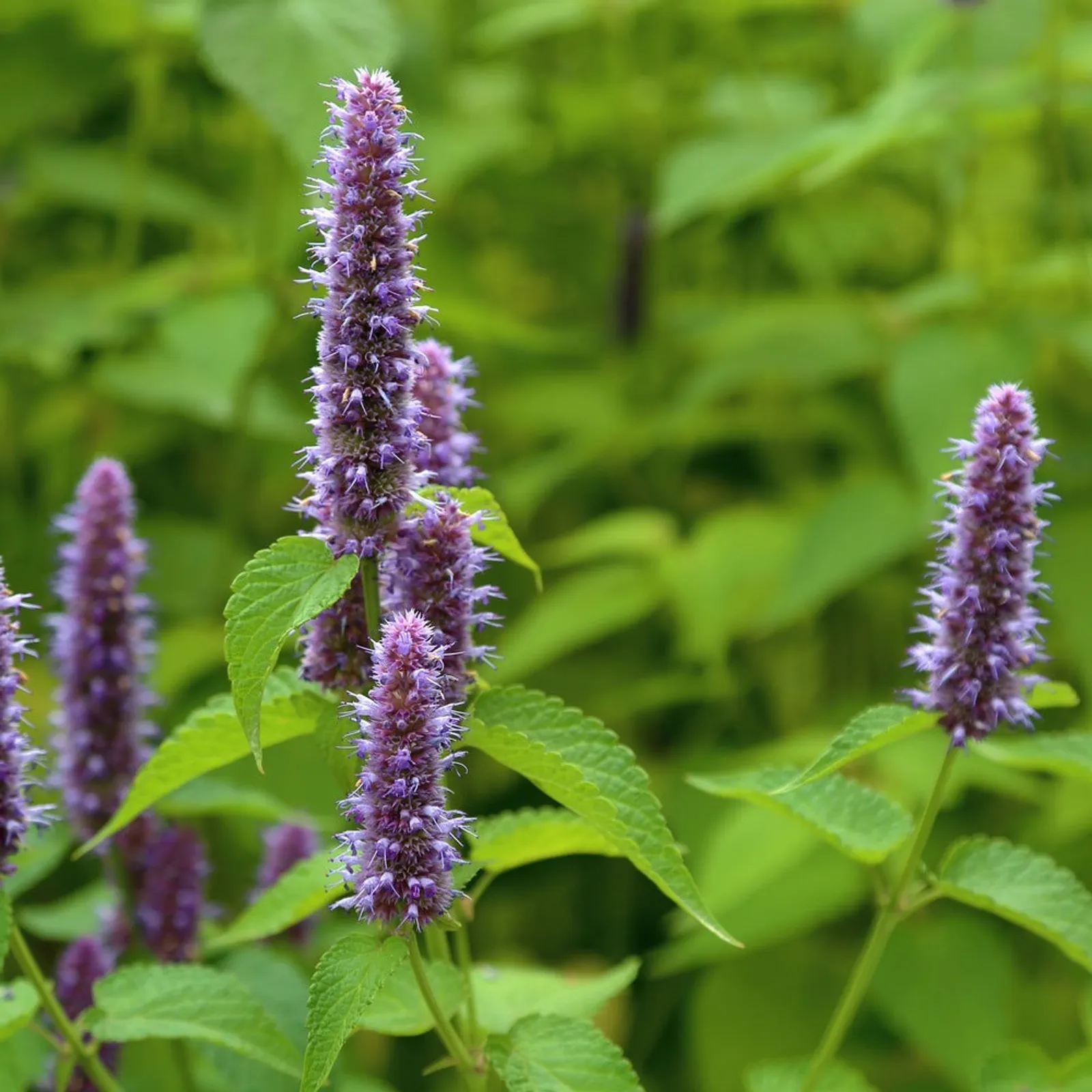 Anise Hyssop Agastache