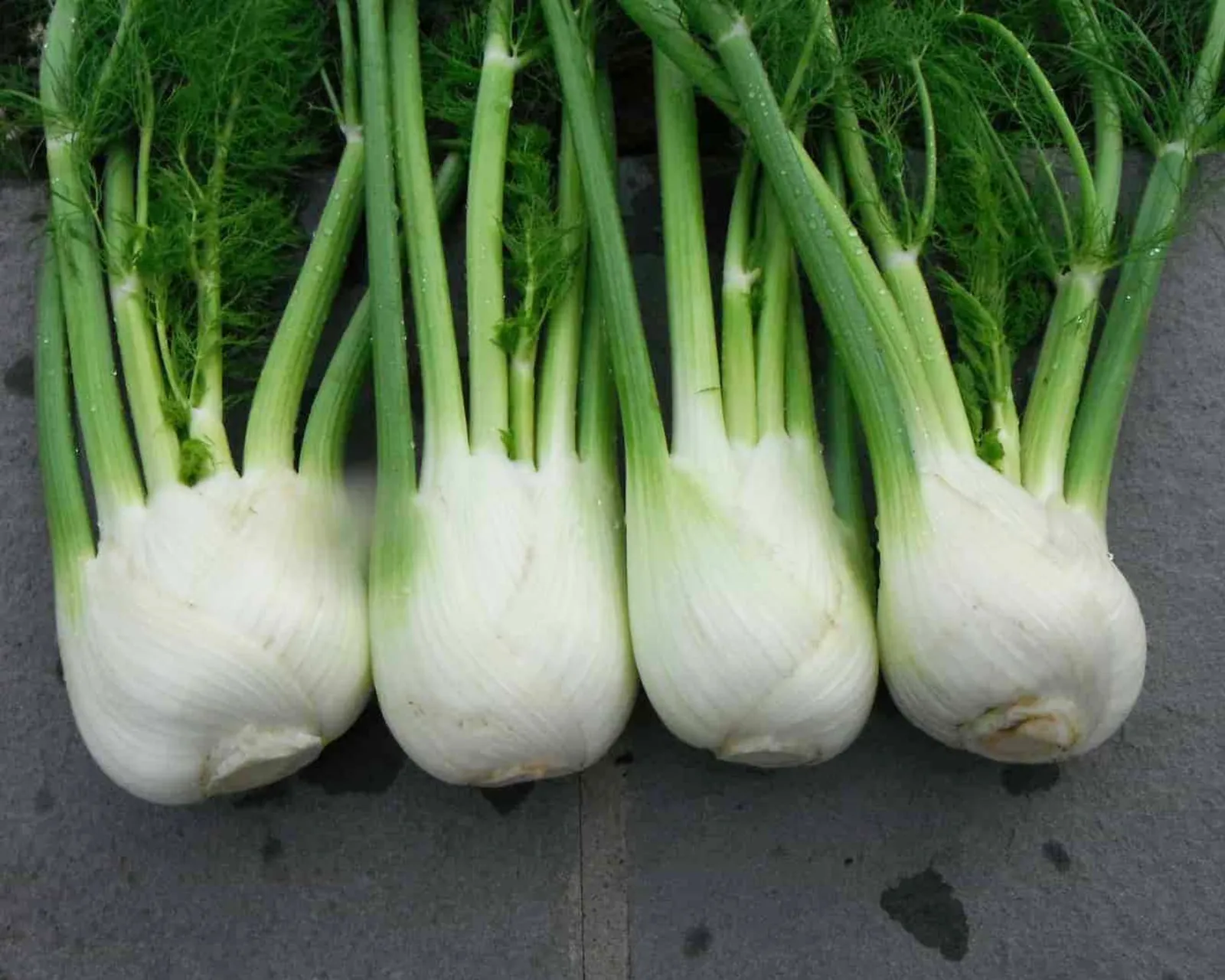 Antares Fennel