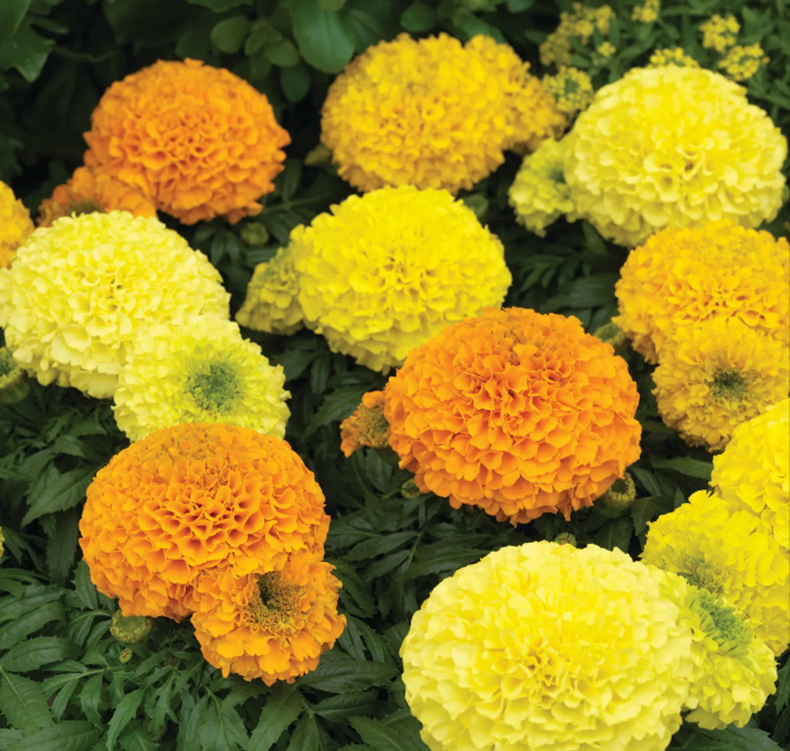 Antigua Hybrid Series Formula Mix Marigold