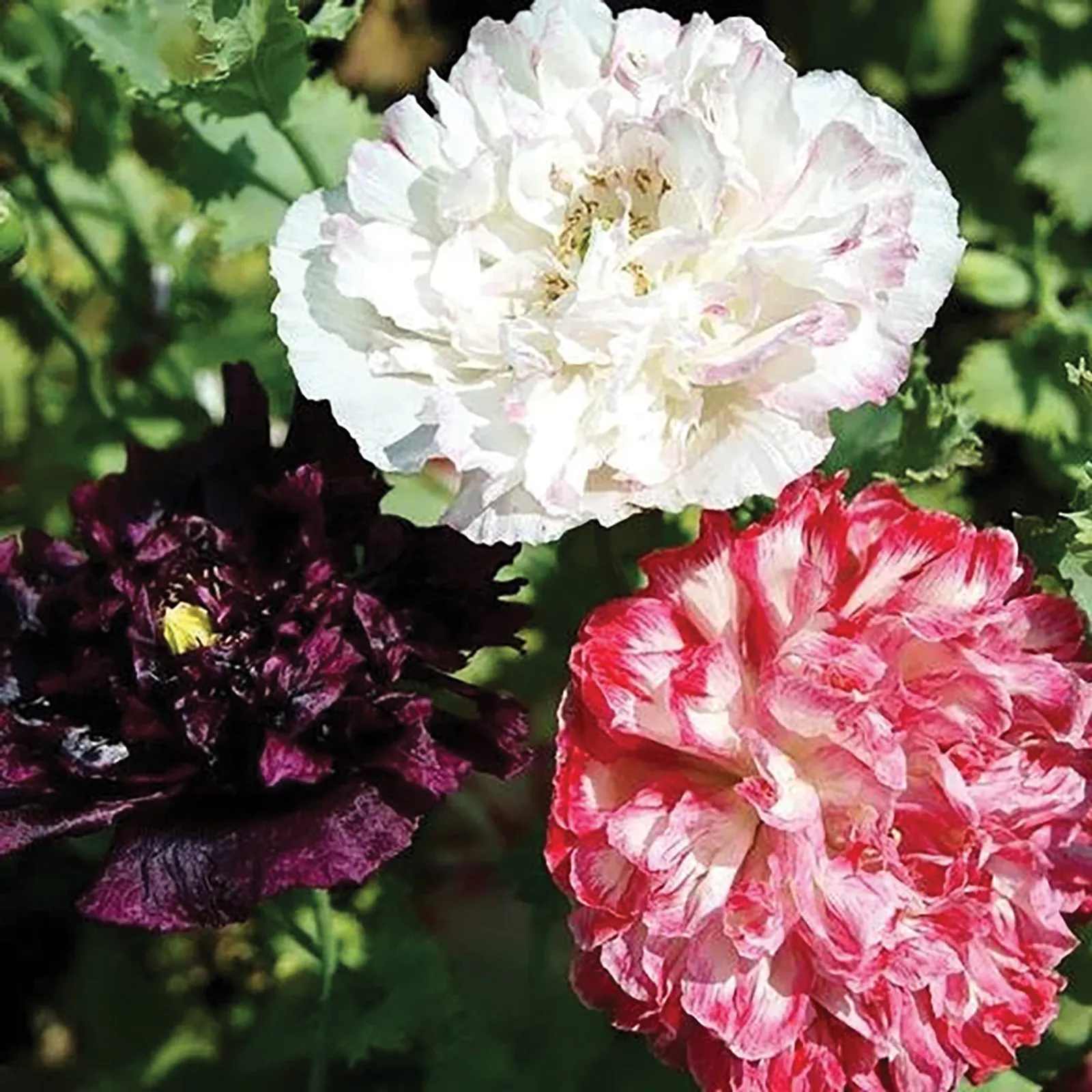 Antique Shades Poppies
