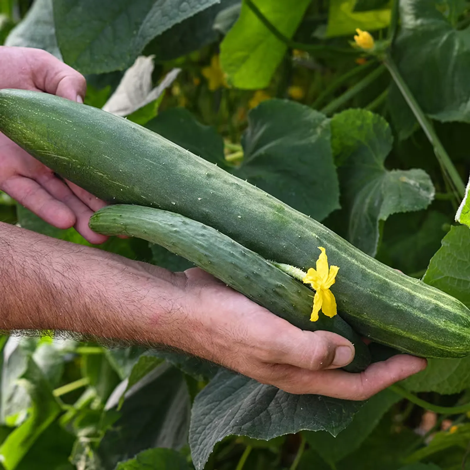 Aonaga Jibai Cucumbers