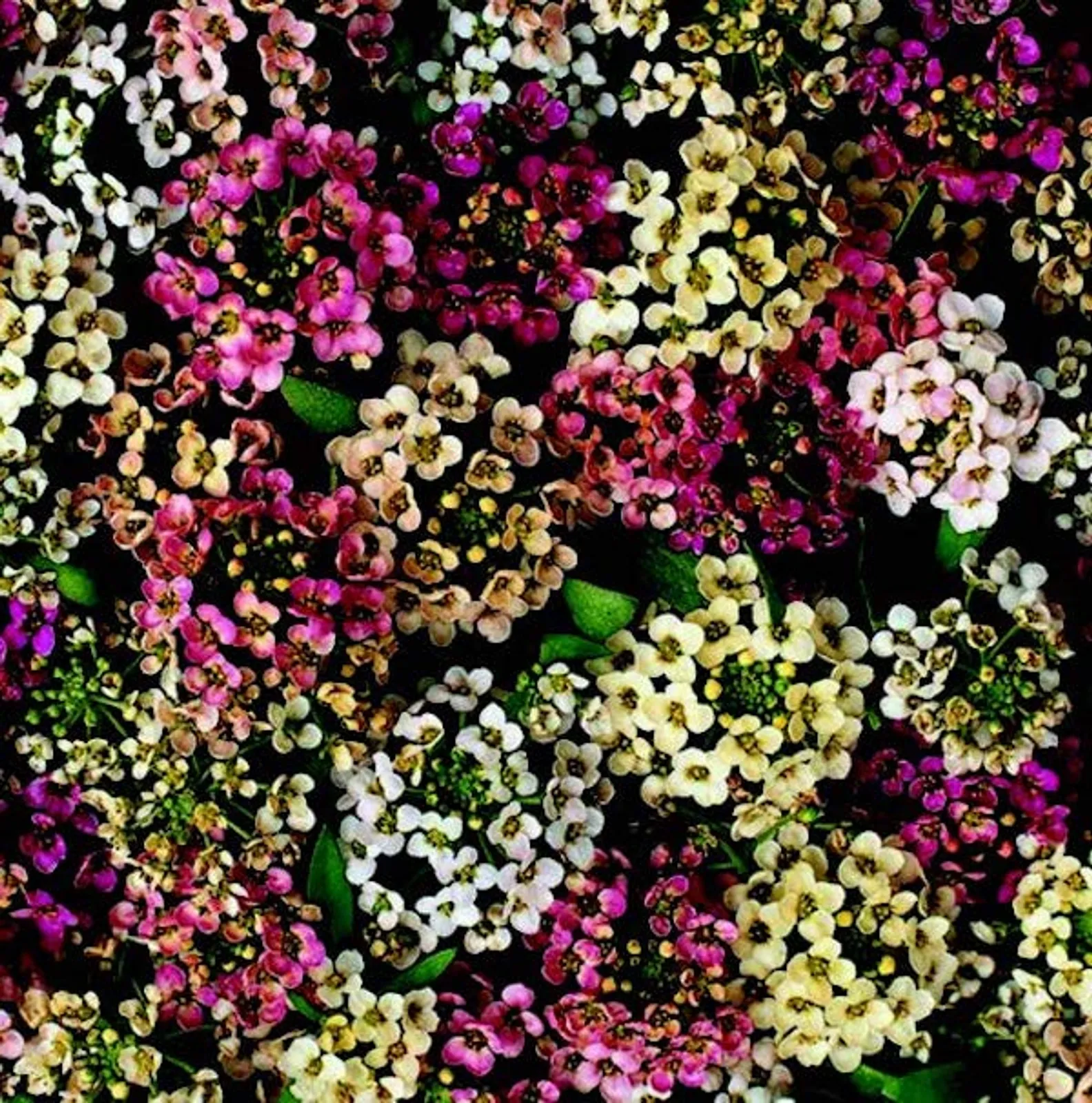 Aphrodite Mix Alyssum