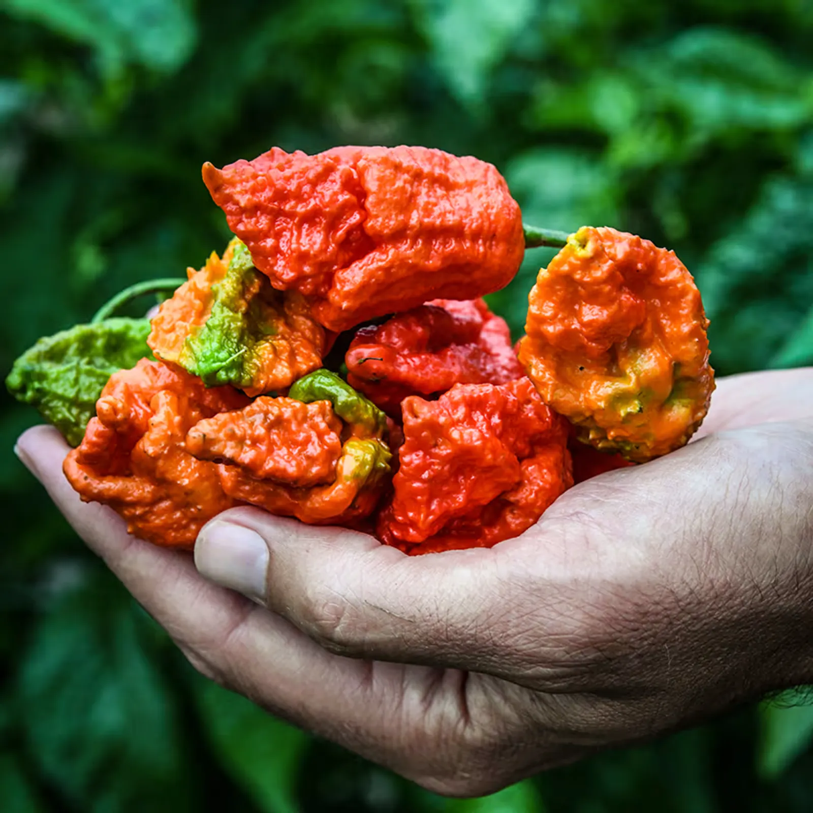 Apocalypse Scorpion Peppers
