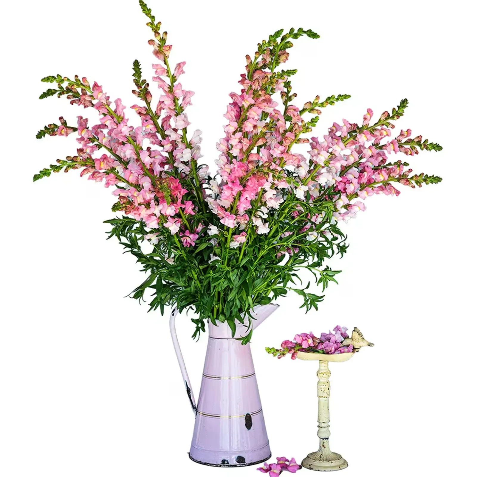 Apple Blossom Snapdragon