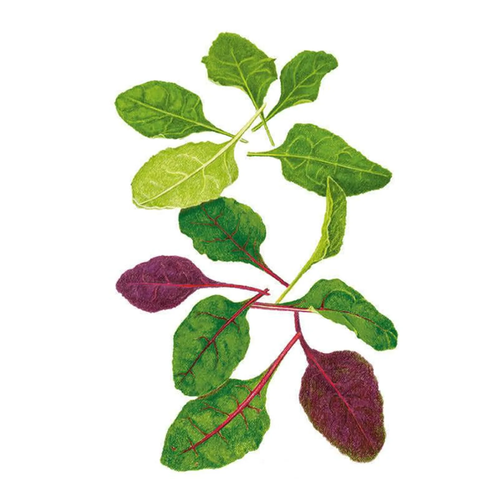 Apple Blossom Swiss Blend Baby Greens Chard