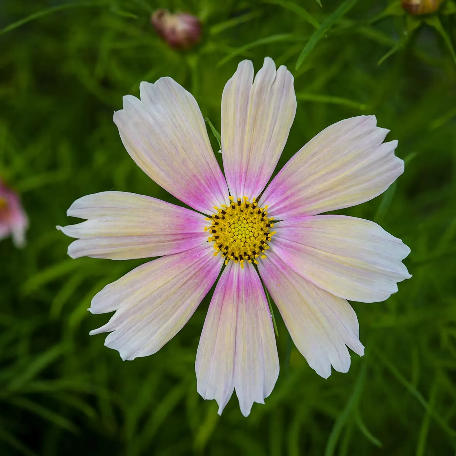 Apricot Lemonade Cosmos
