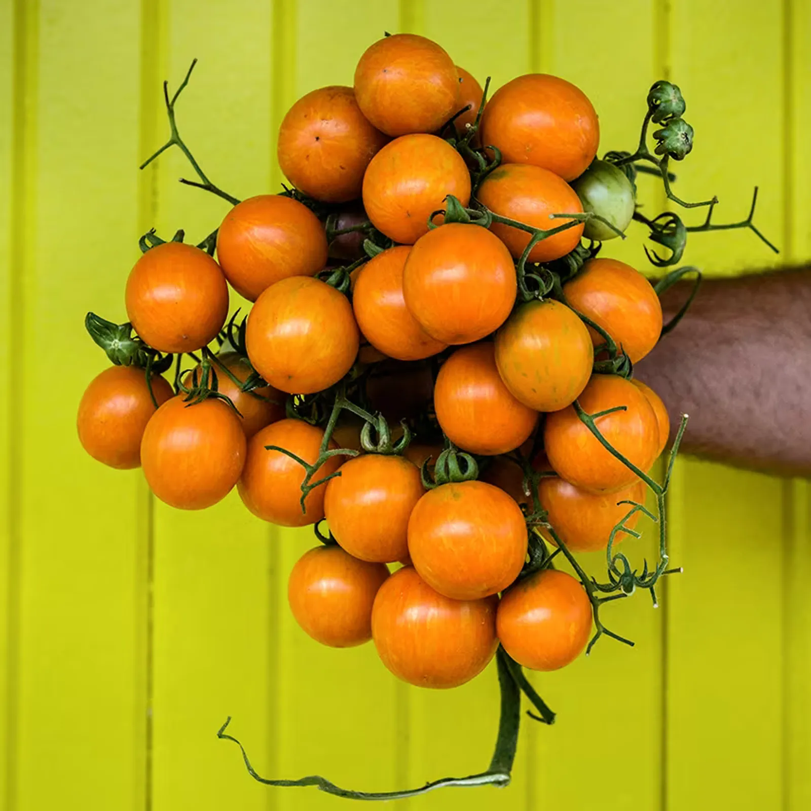 Apricot Zebra Tomatoes