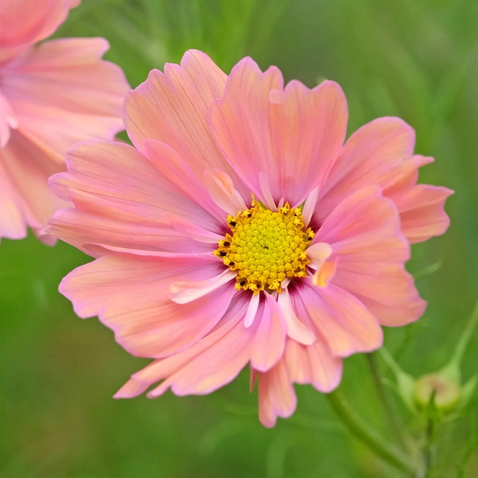 Apricotta Cosmos