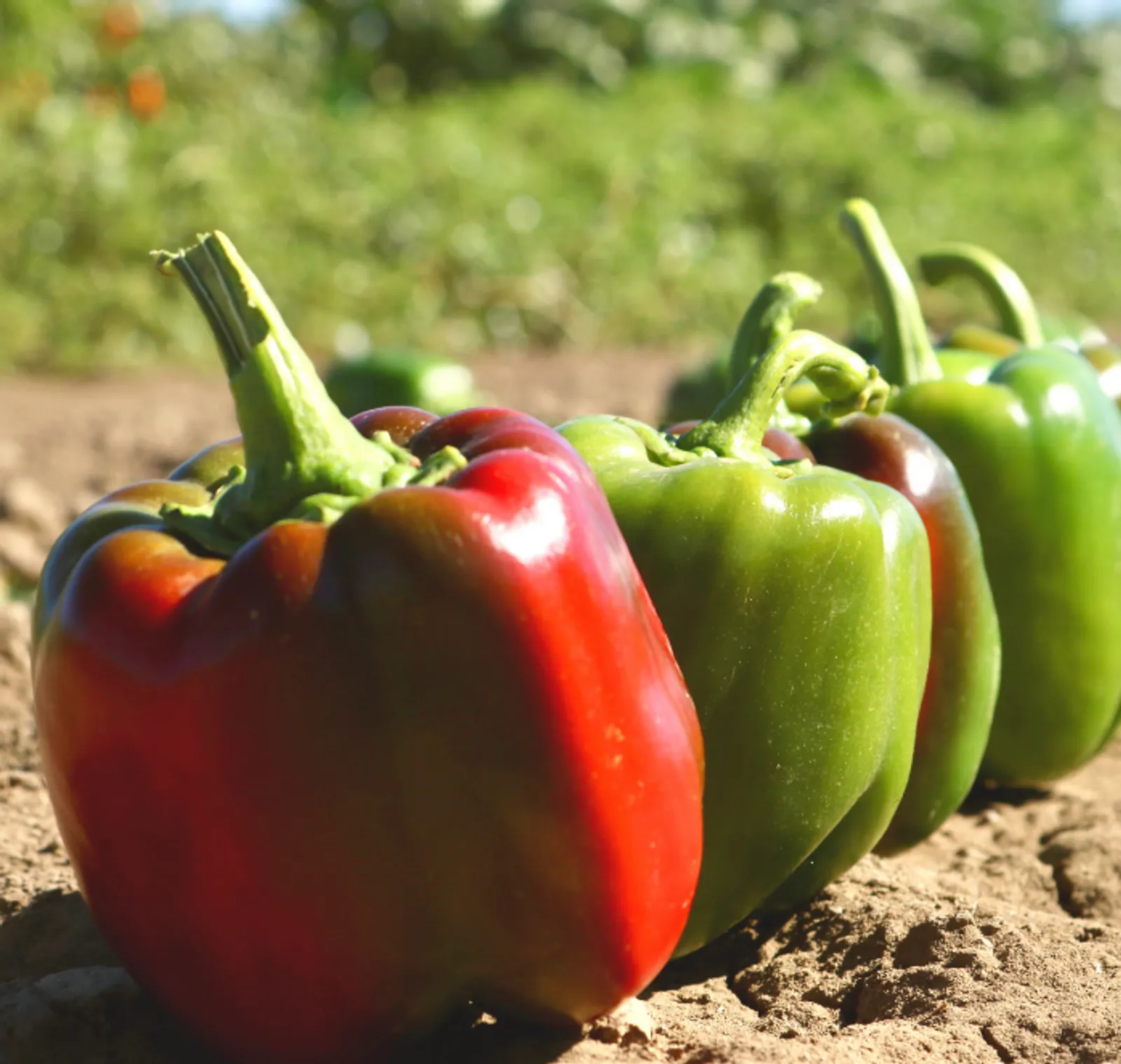 Aristotle X3R Hybrid Sweet Bell Peppers