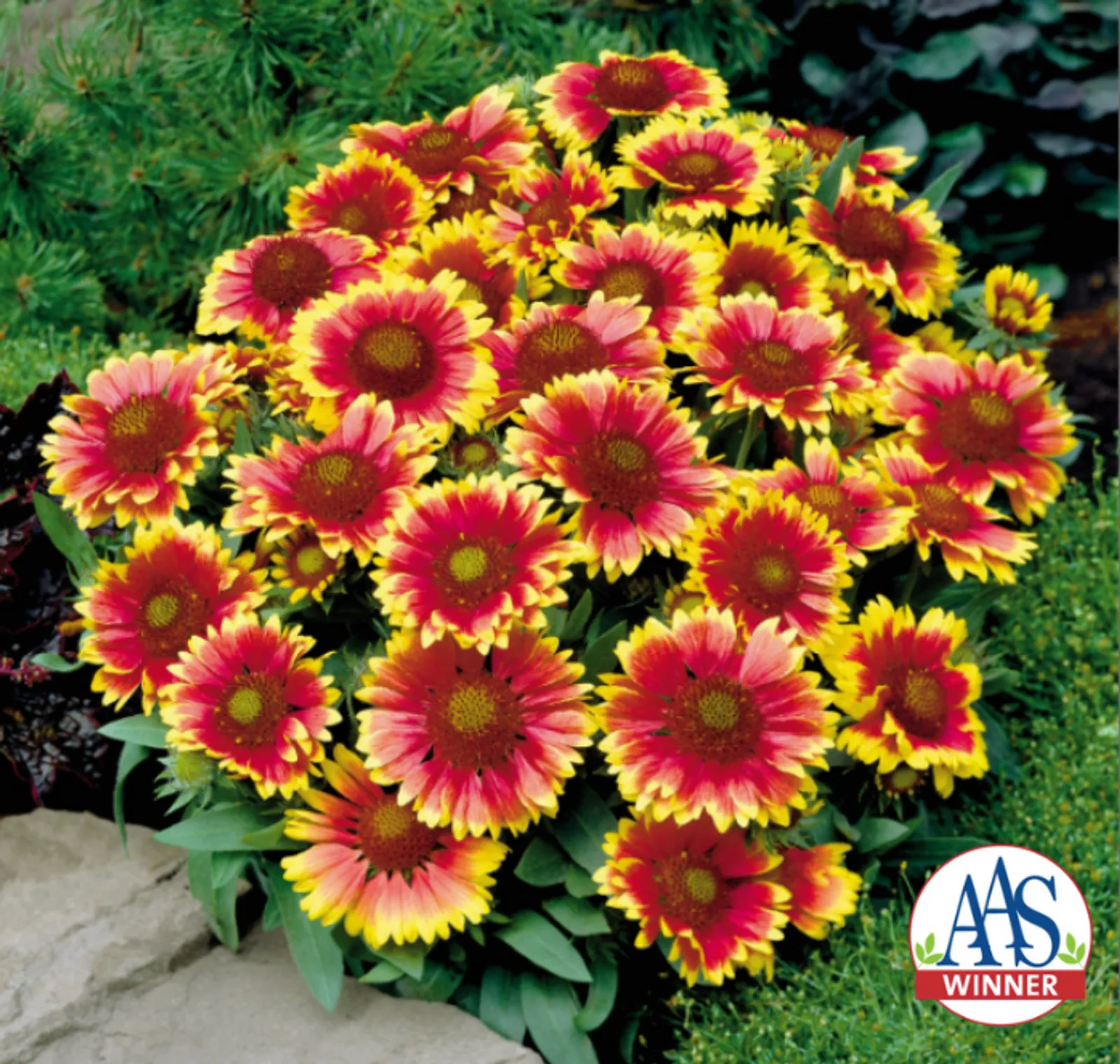 Arizona Sun Gaillardia Black-Eyed Susan