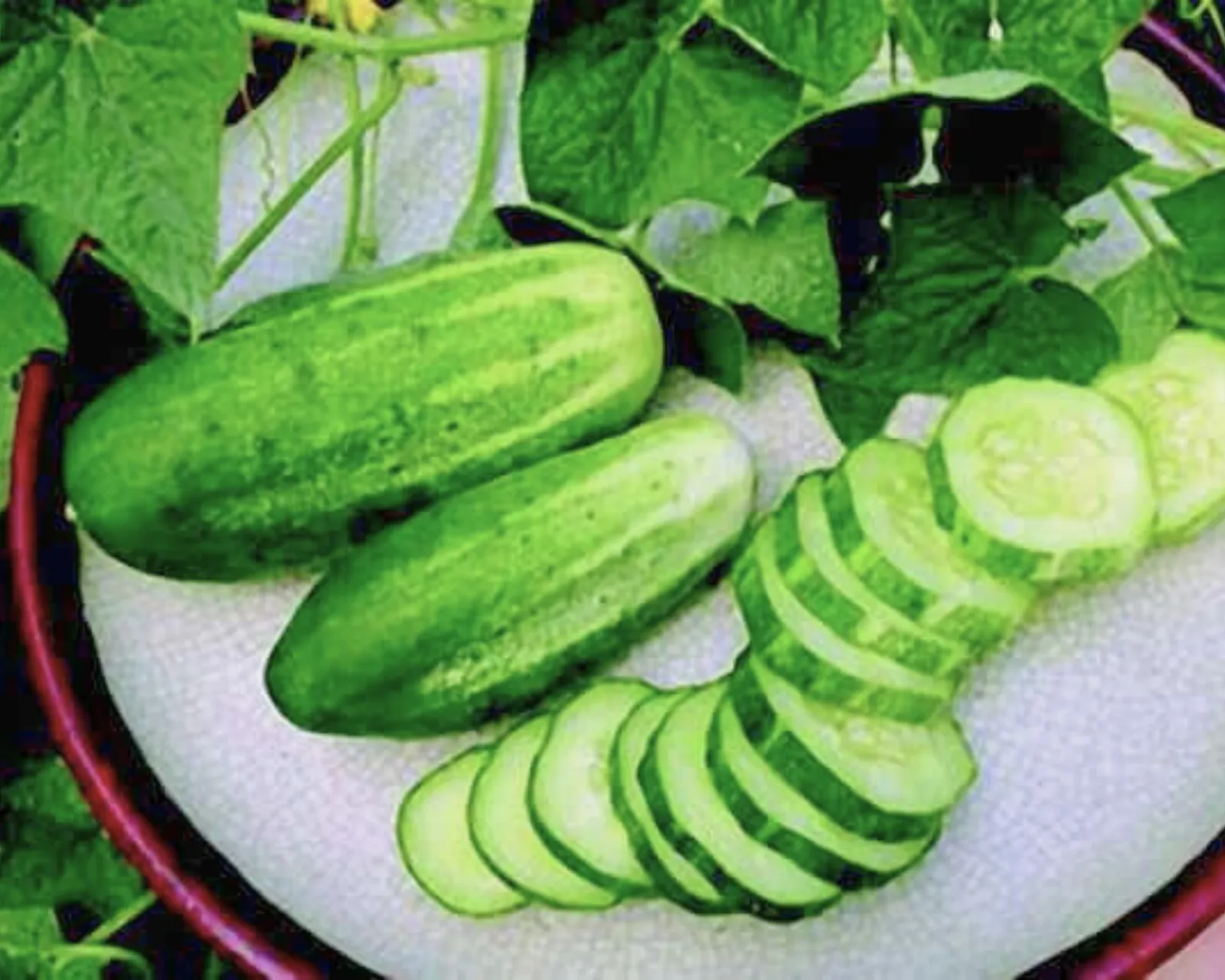 Arkansas Little Leaf (H-19) Cucumbers