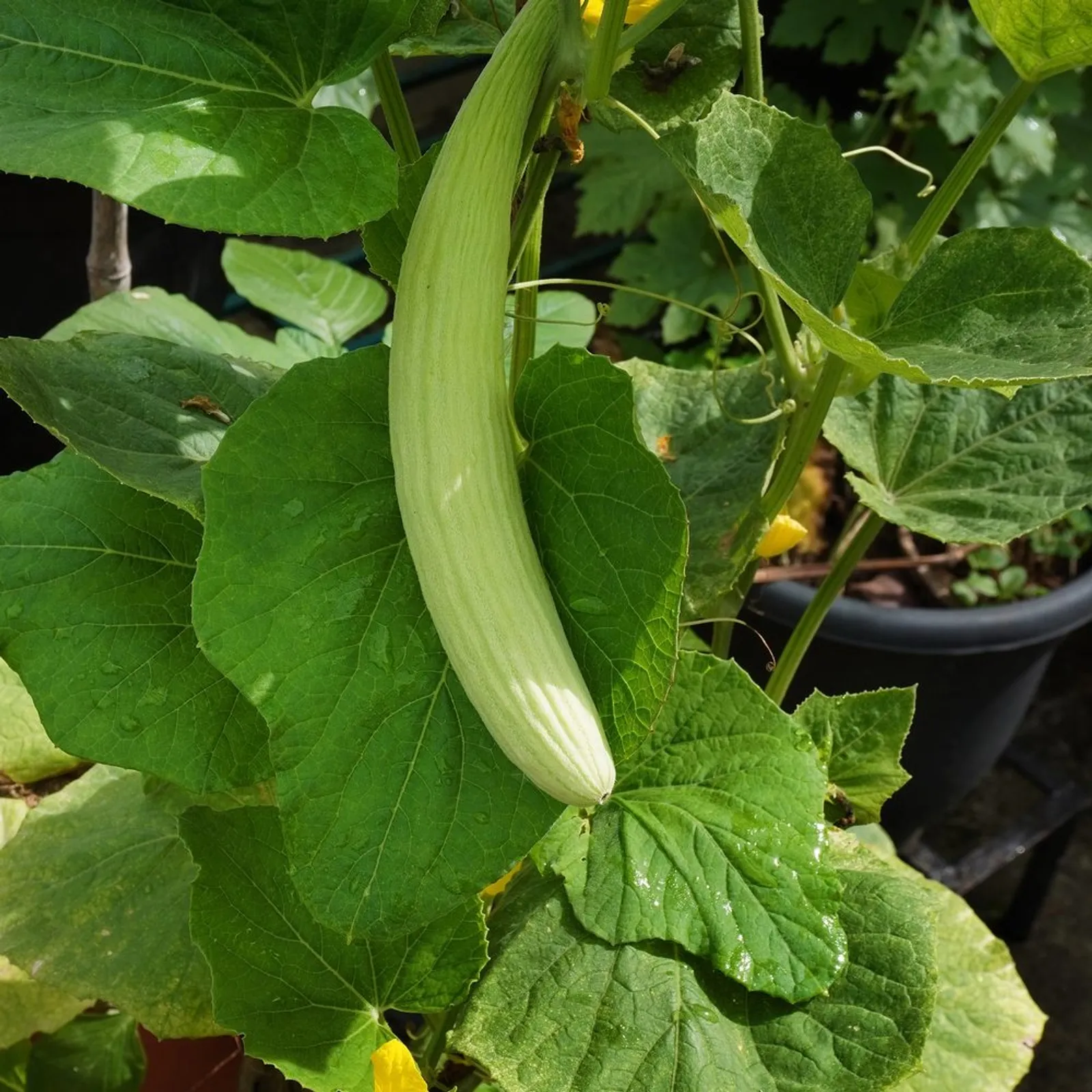 Armenian Cucumbers