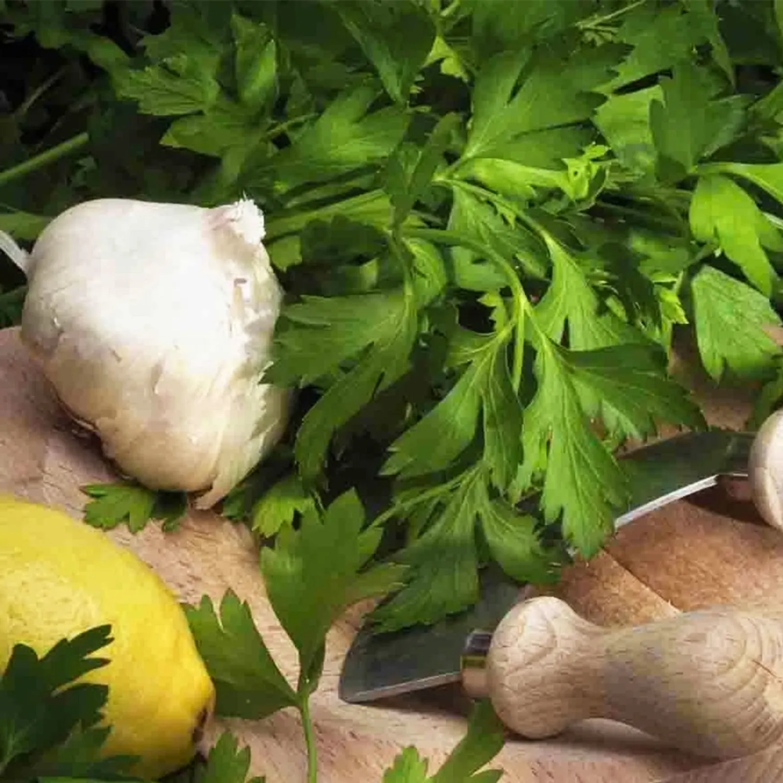 Aromatico a Costa Rossa Parsley