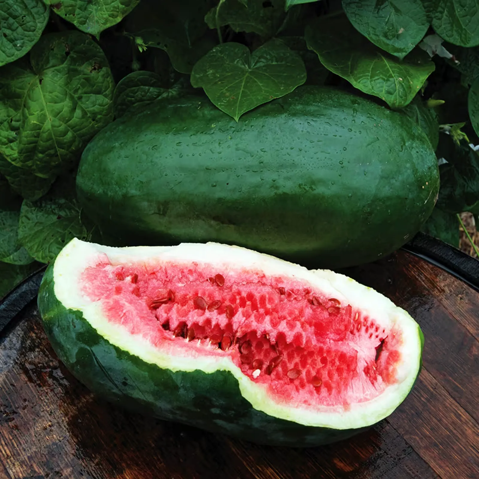Art Combe's Ancient Watermelon