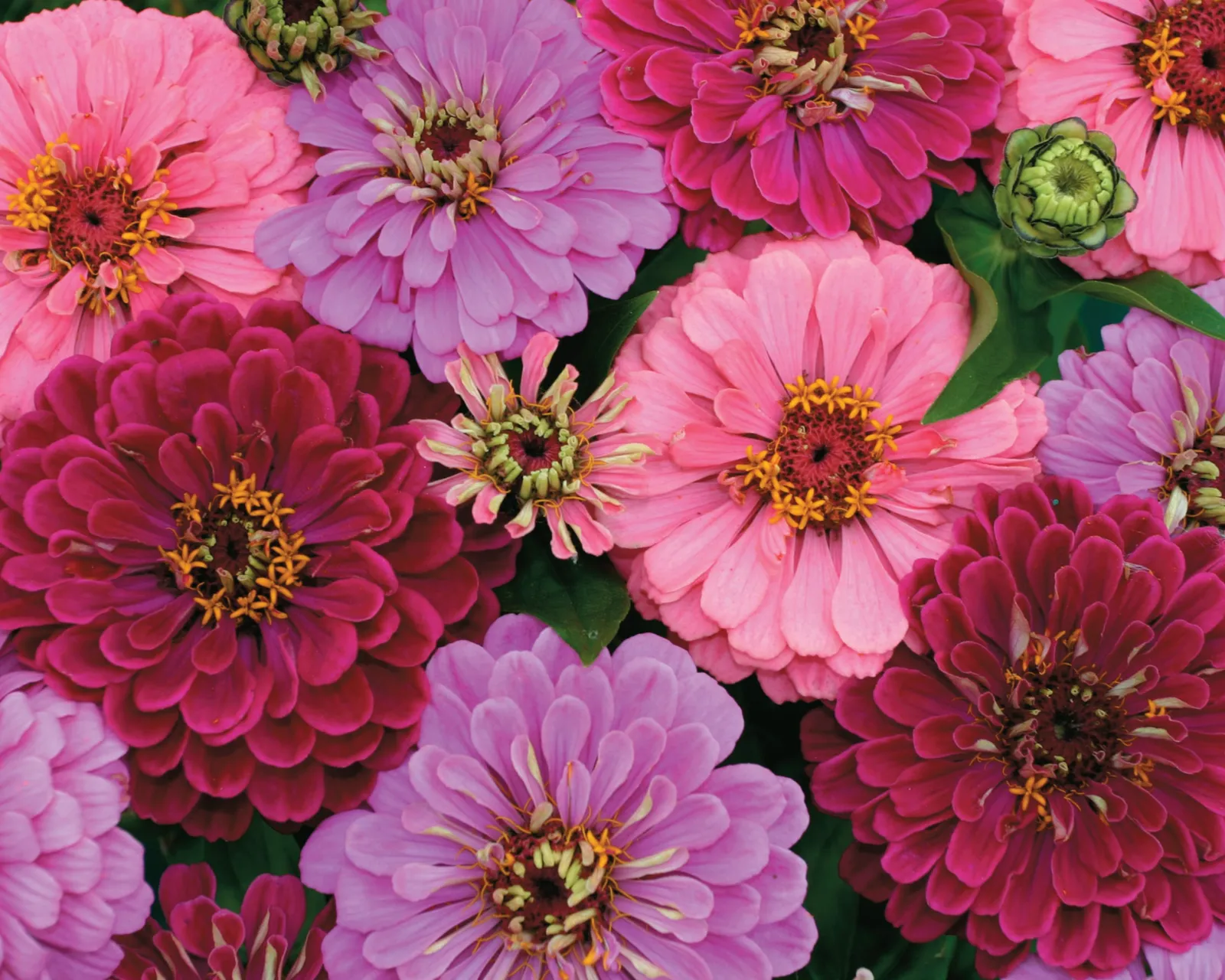 Art Deco Zinnia