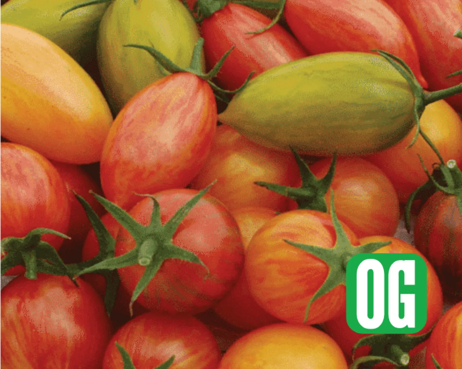 Artisan Mix Prettiest Tomatoes
