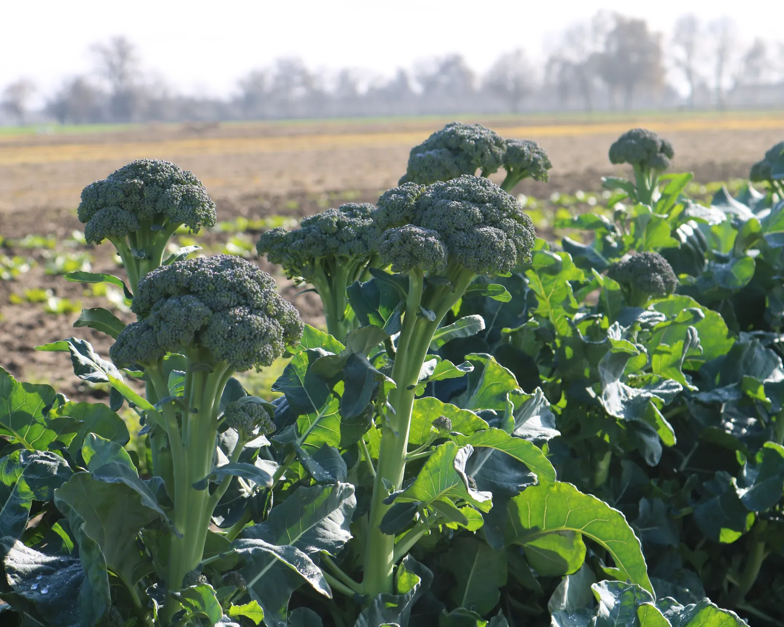 Artwork Baby Broccoli