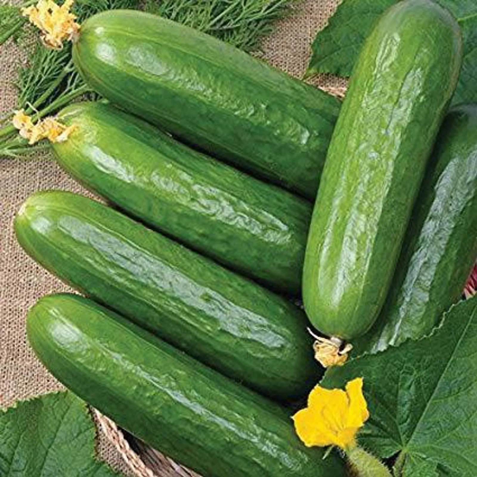 Ashley Cucumbers